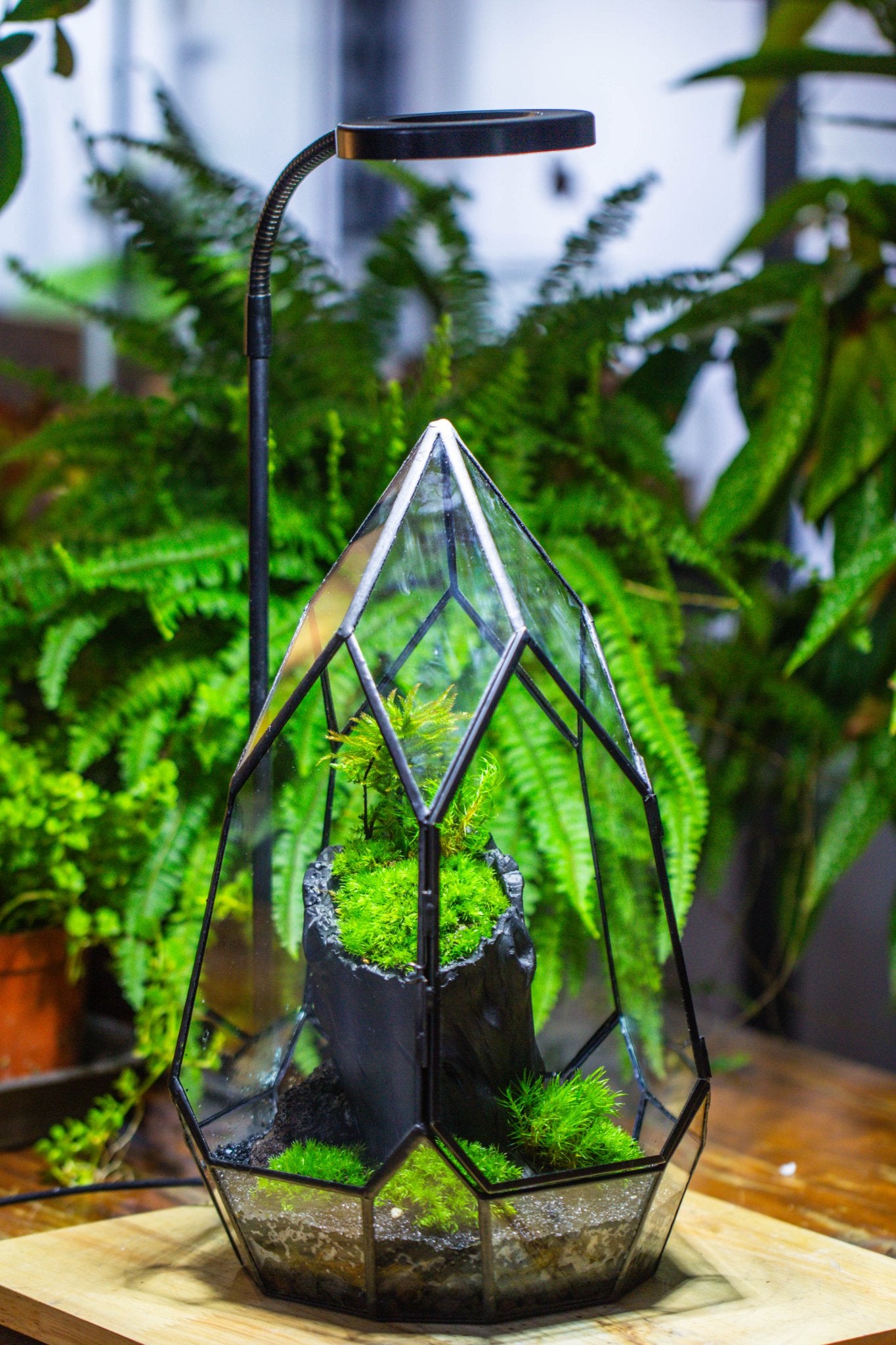 NCYP Irregular Close Geometric Glass Terrarium with door Tall Teardrop ...