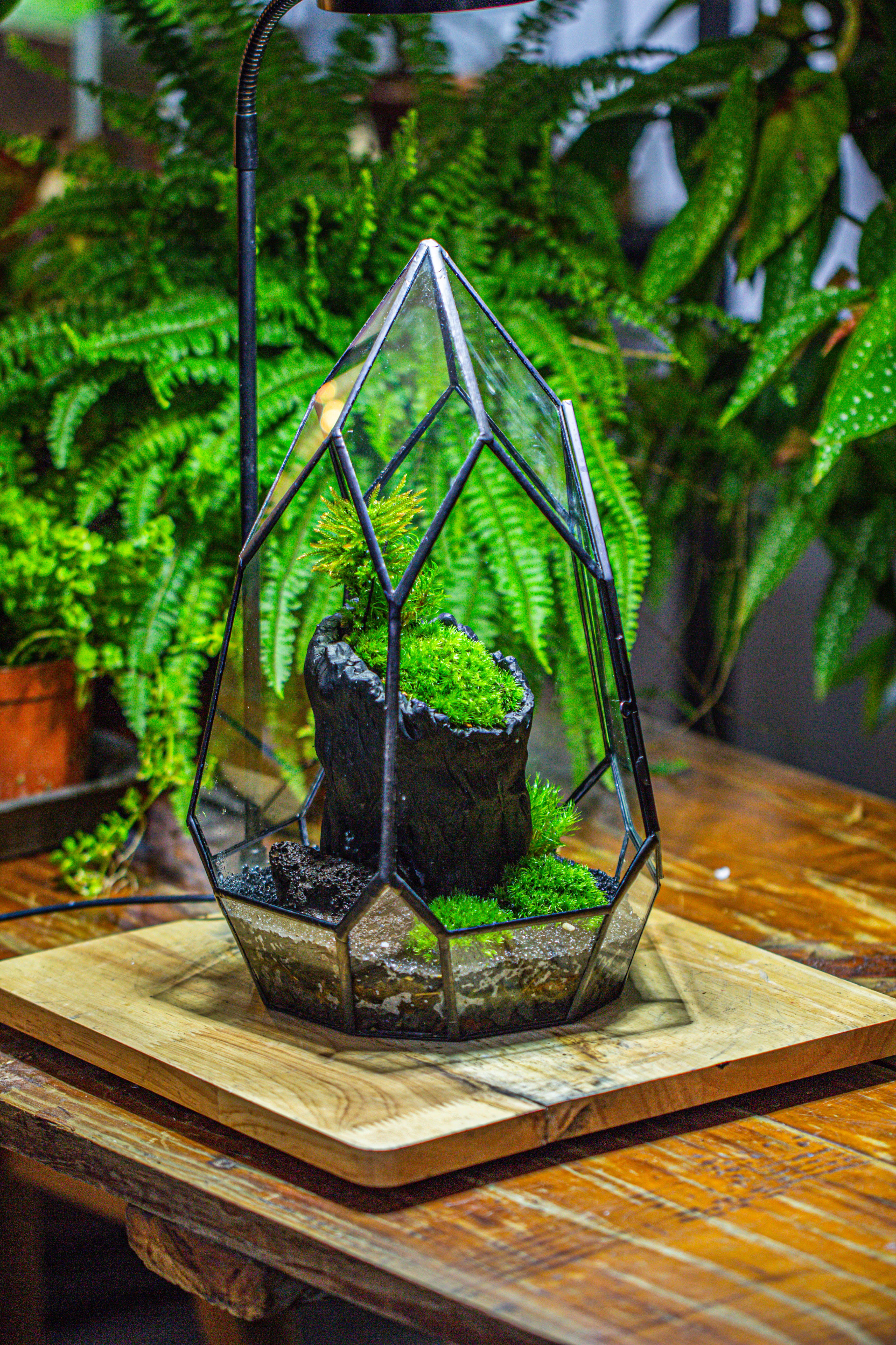 NCYP Irregular Close Geometric Glass Terrarium with door Tall Teardrop Container Moss Terrarium DIY Building Kit - NCYPgarden