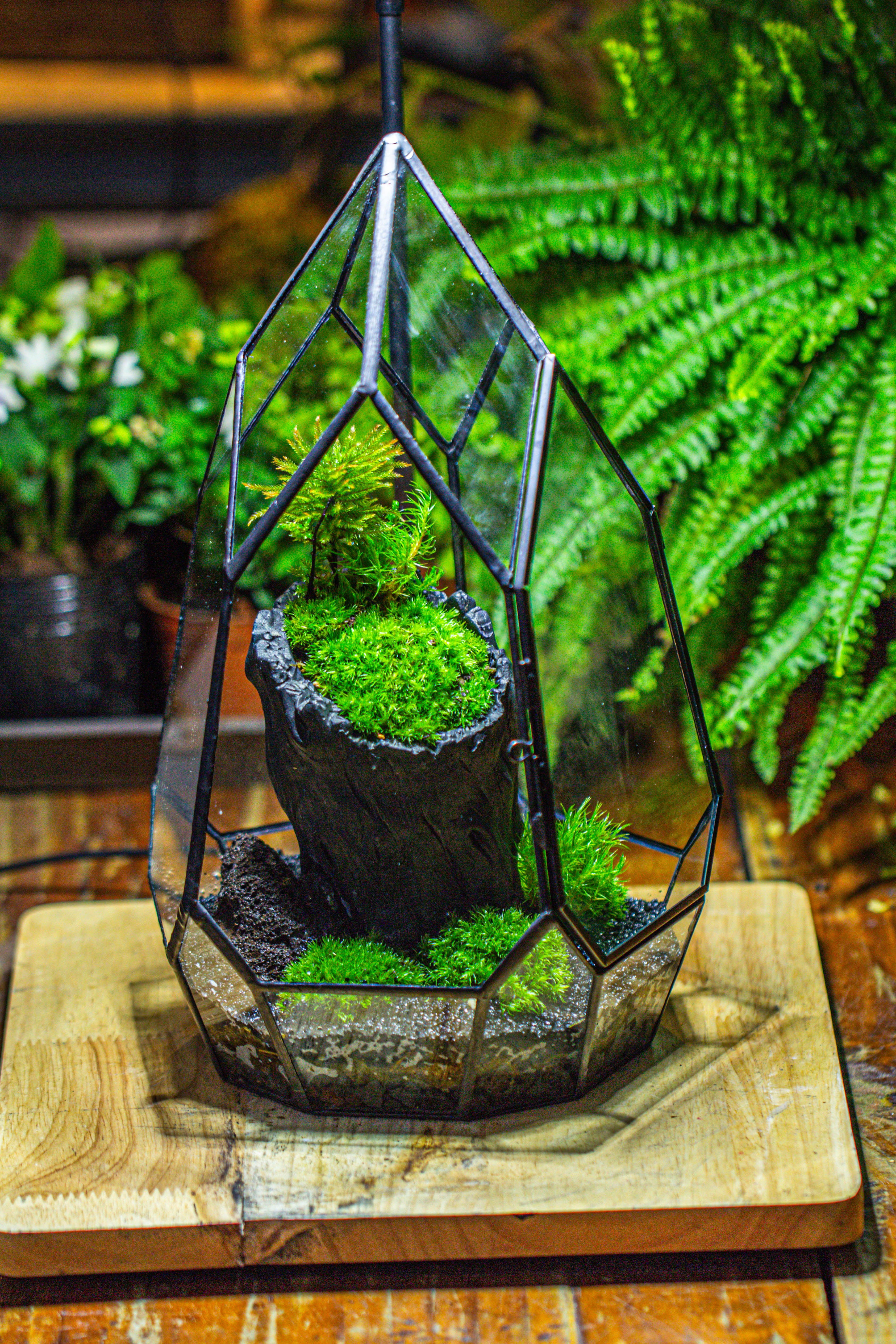 NCYP Irregular Close Geometric Glass Terrarium with door Tall Teardrop Container Moss Terrarium DIY Building Kit - NCYPgarden