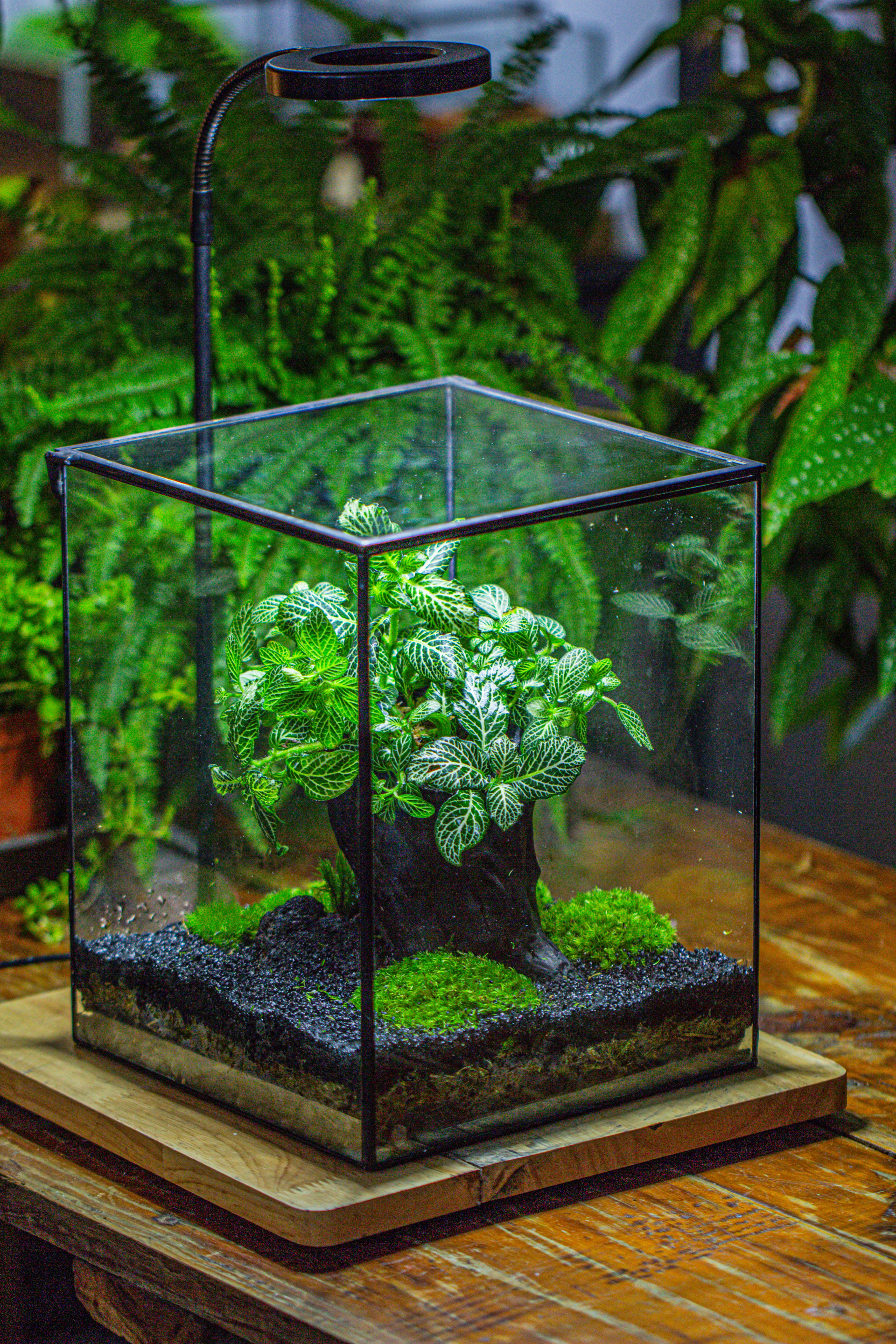 竖版大长方形 上开盖 - NCYPgarden