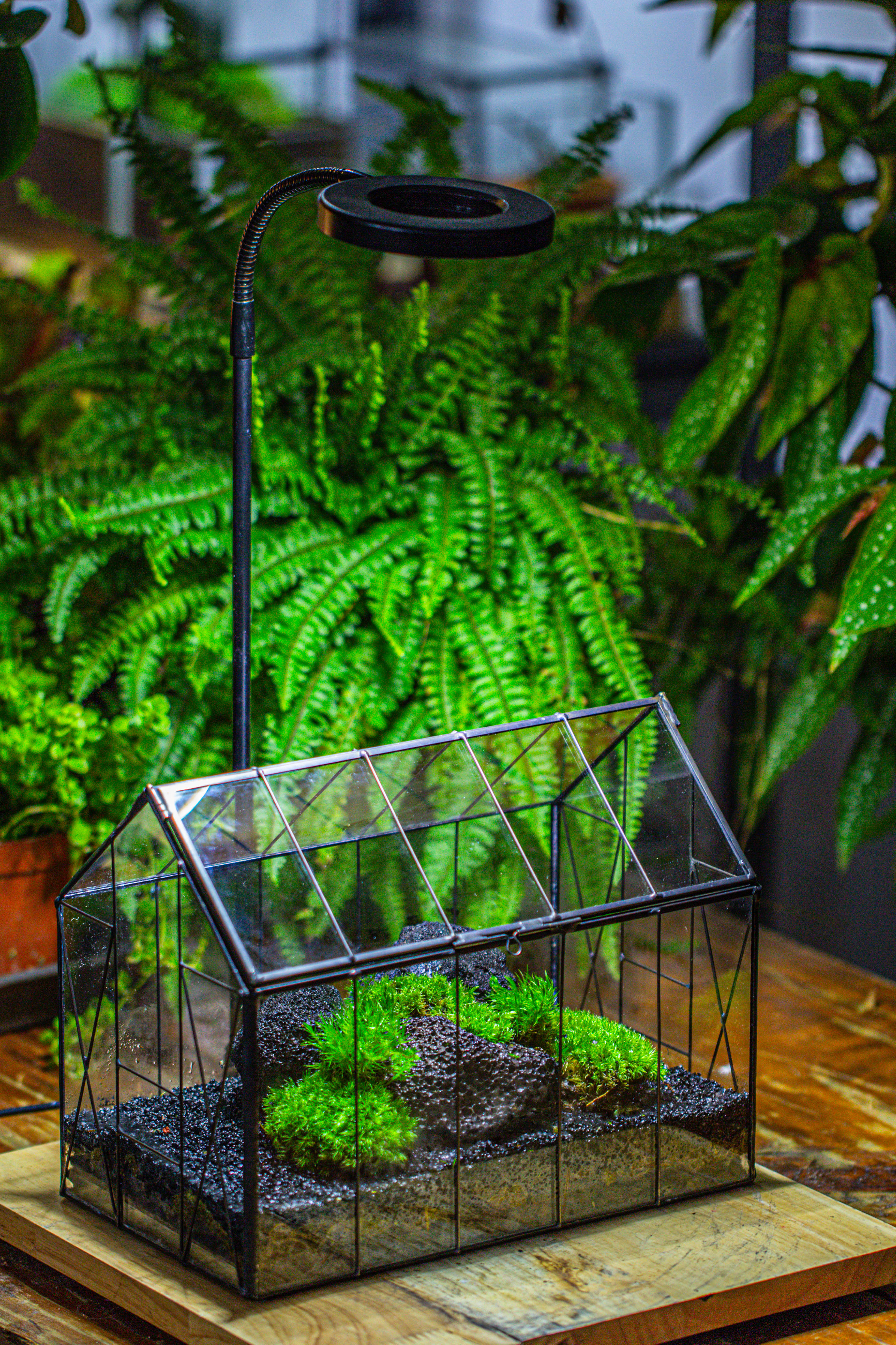 Handmade Vintage Greenhouse Inspired Tin Terrarium with LED Grow Light Set, Closed Glass Planter Set - NCYPgarden
