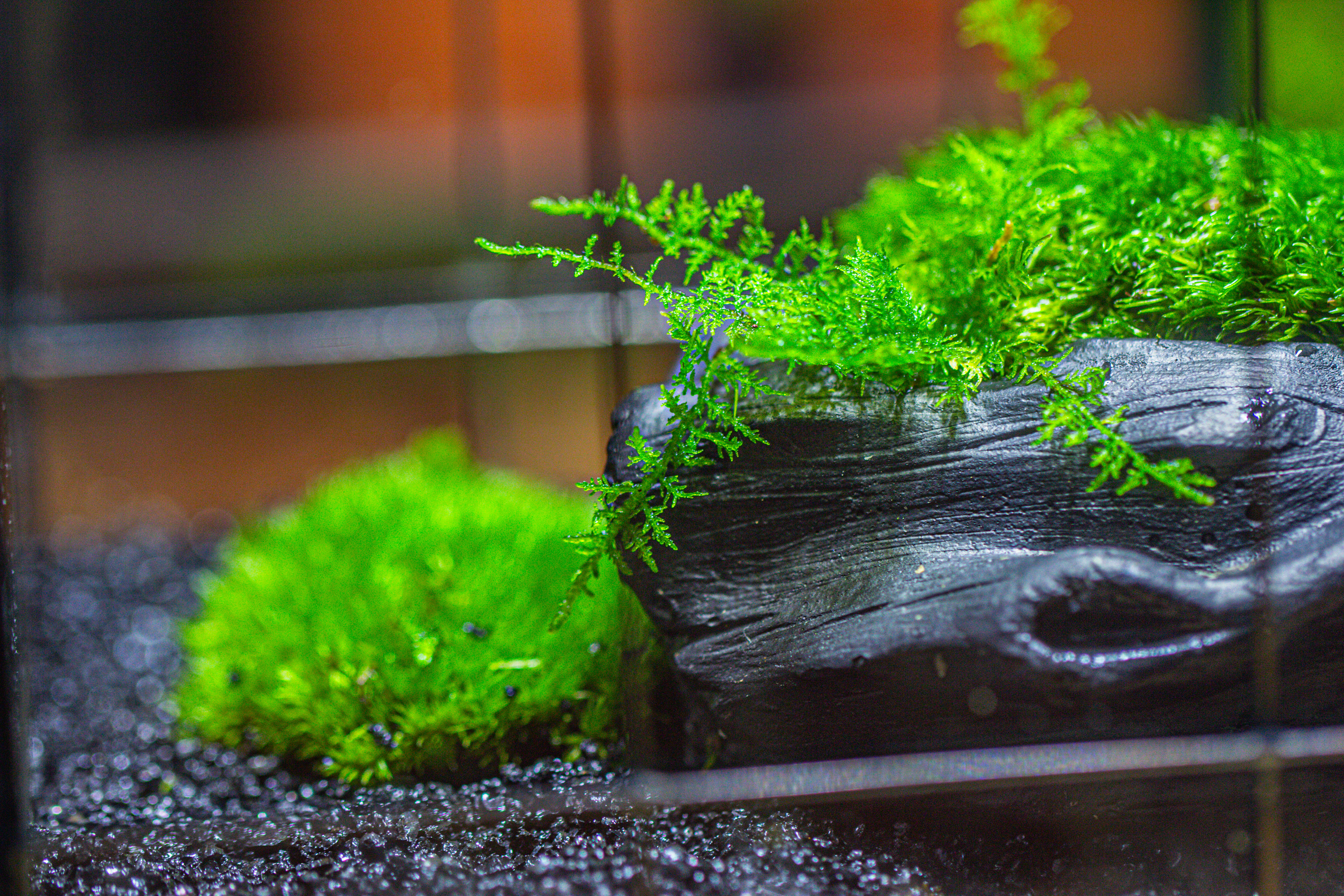 Black Theme Moss and  Black Tree Stump Vintage Greenhgouse  Tin and Glass Terrarium Kit - NCYPgarden