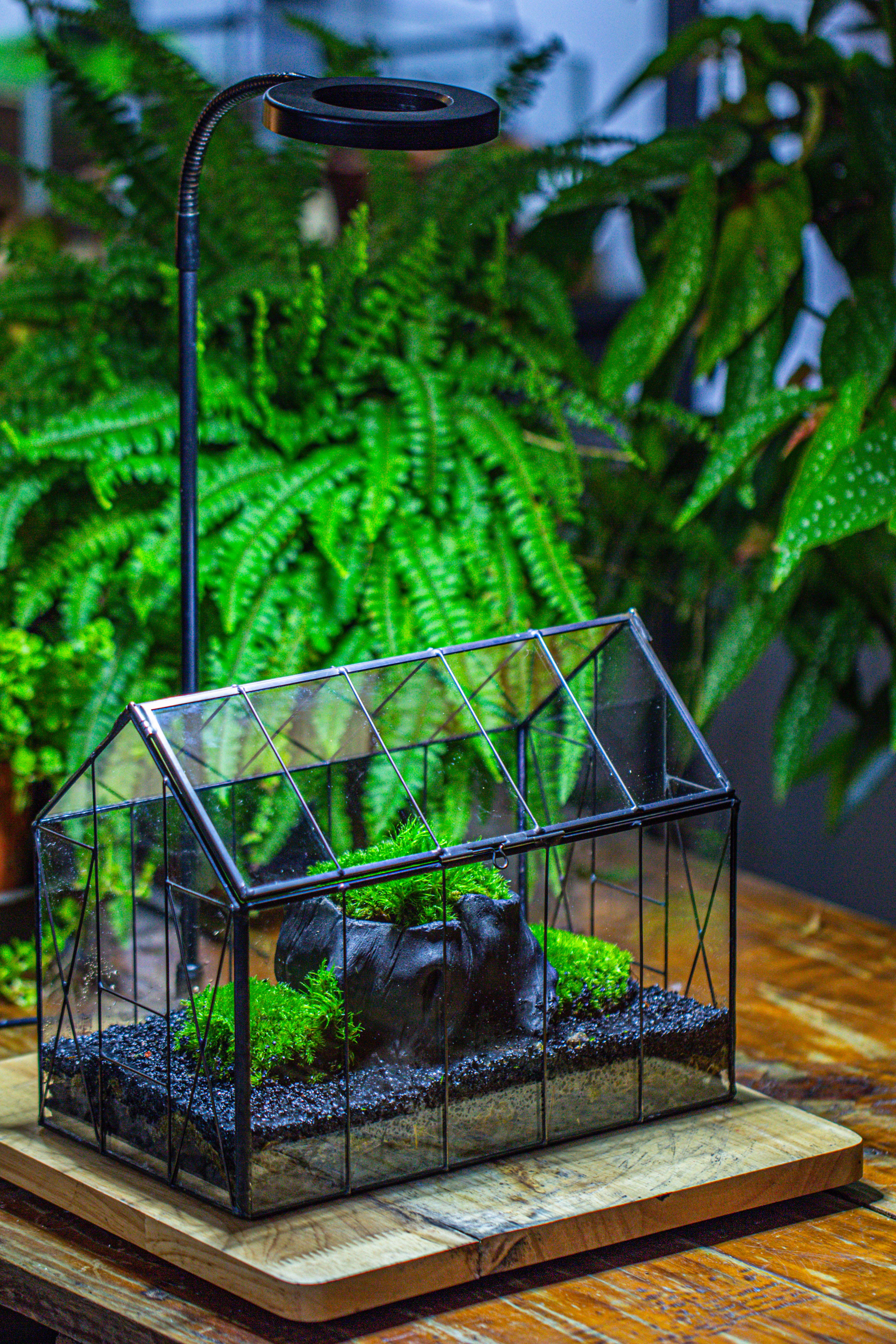 房子上开门 谷仓 黑树桩 - NCYPgarden