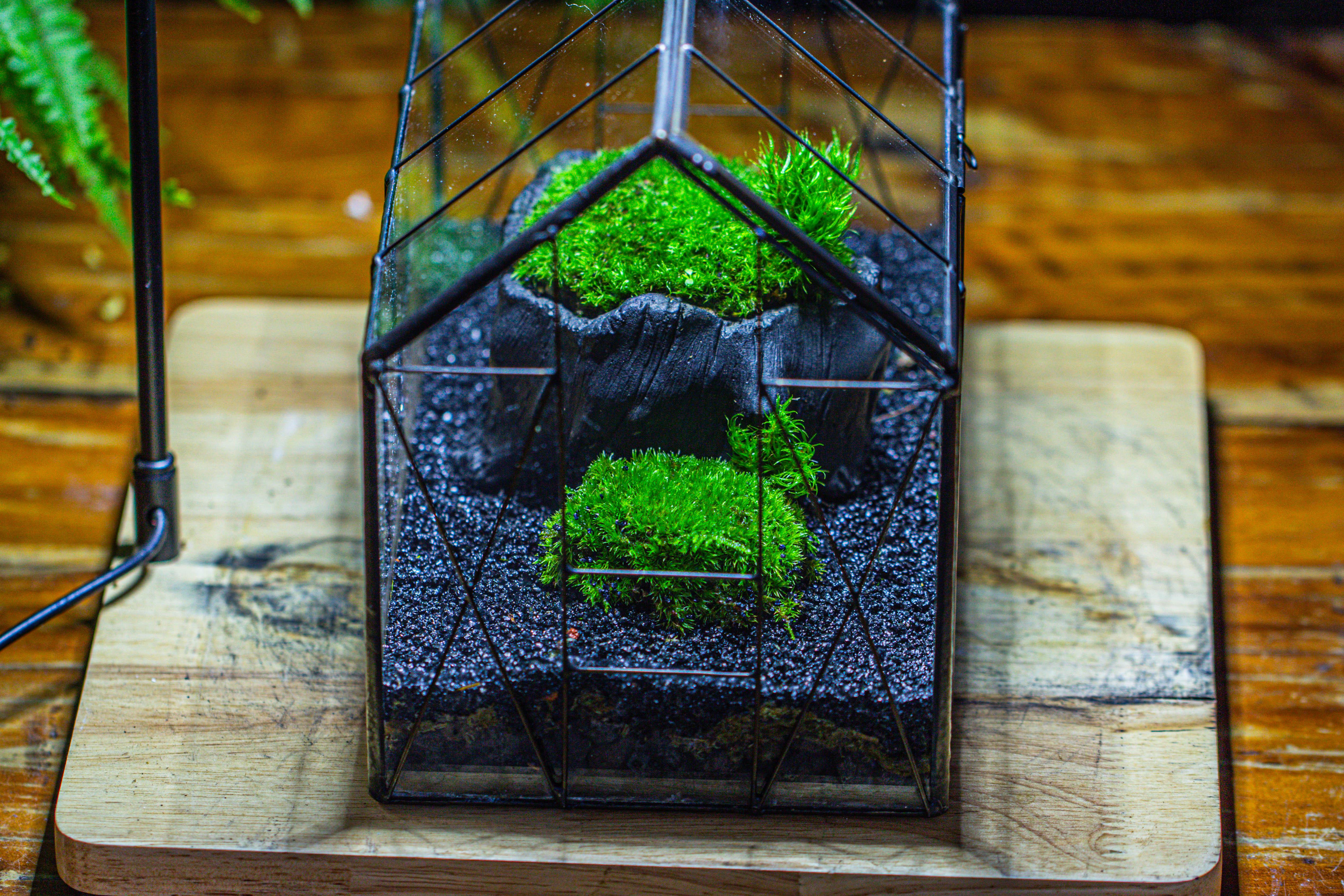 房子上开门 谷仓 黑树桩 - NCYPgarden