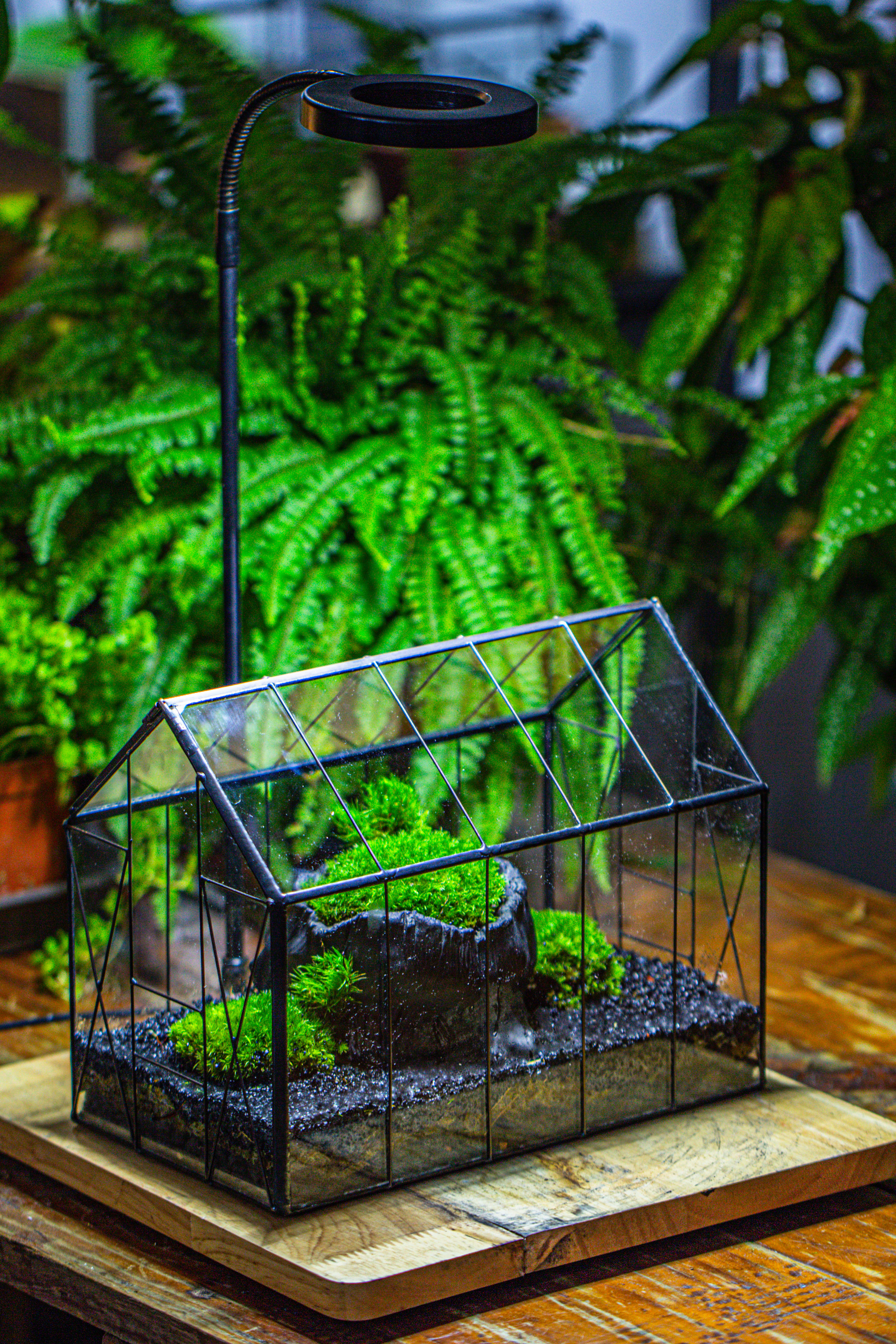 房子上开门 谷仓 黑树桩 - NCYPgarden