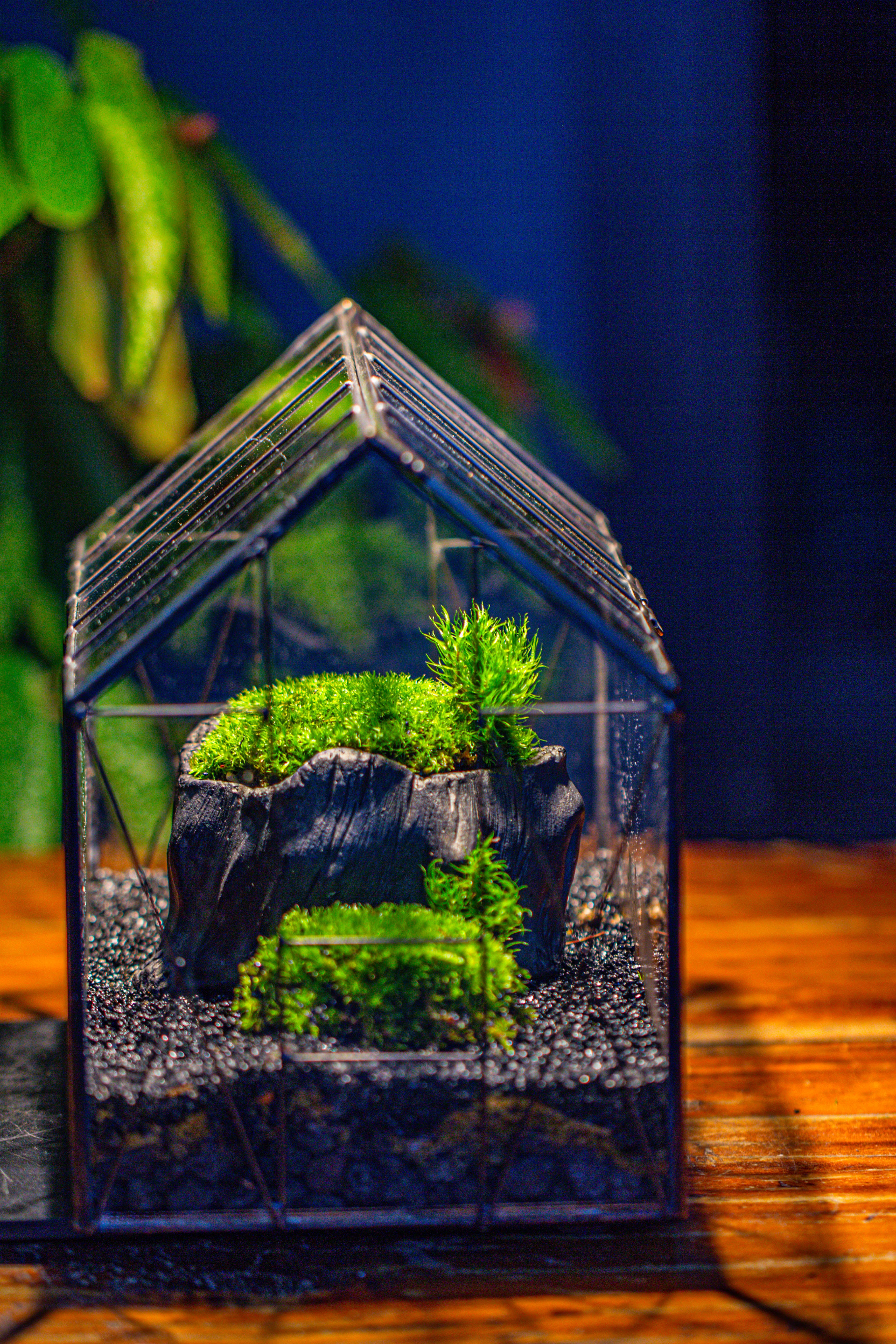 Handmade Vintage Greenhouse Inspired Tin Terrarium with LED Grow Light Set, Closed Glass Planter Set - NCYPgarden