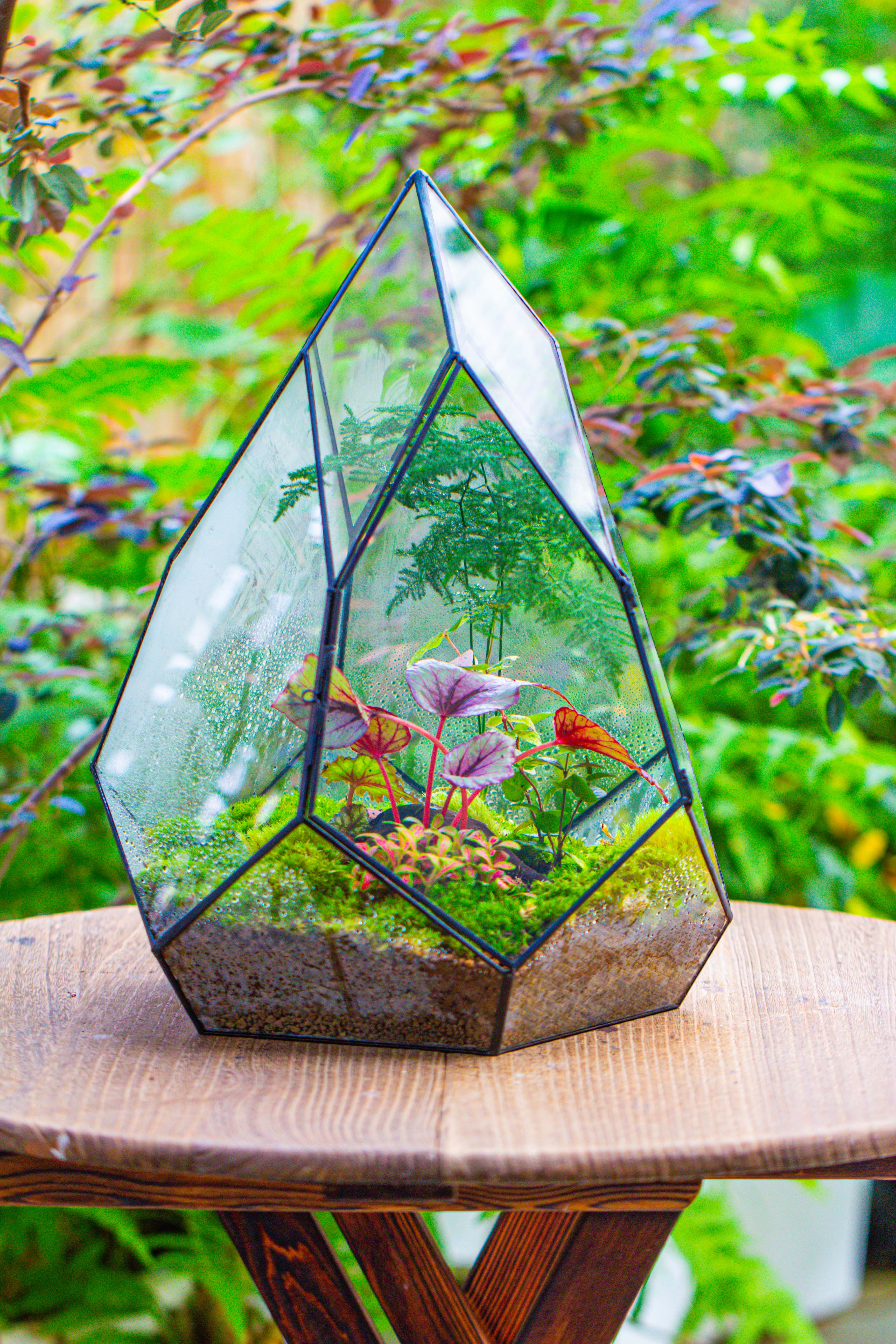 Large 16" tall and wide teardrop tin and glass terrarium, close, with door - NCYPgarden