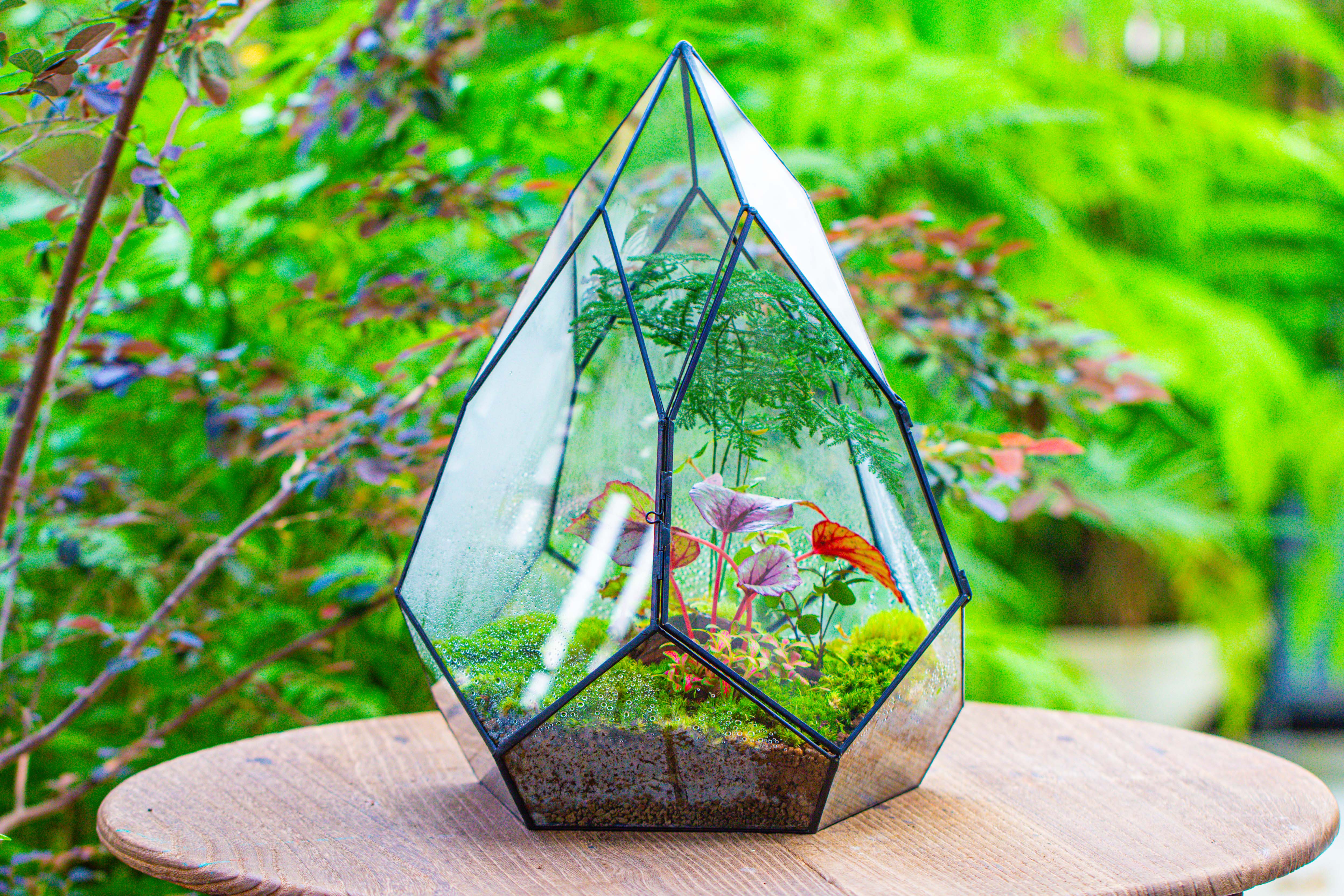 Large 16" tall and wide teardrop tin and glass terrarium, close, with door - NCYPgarden