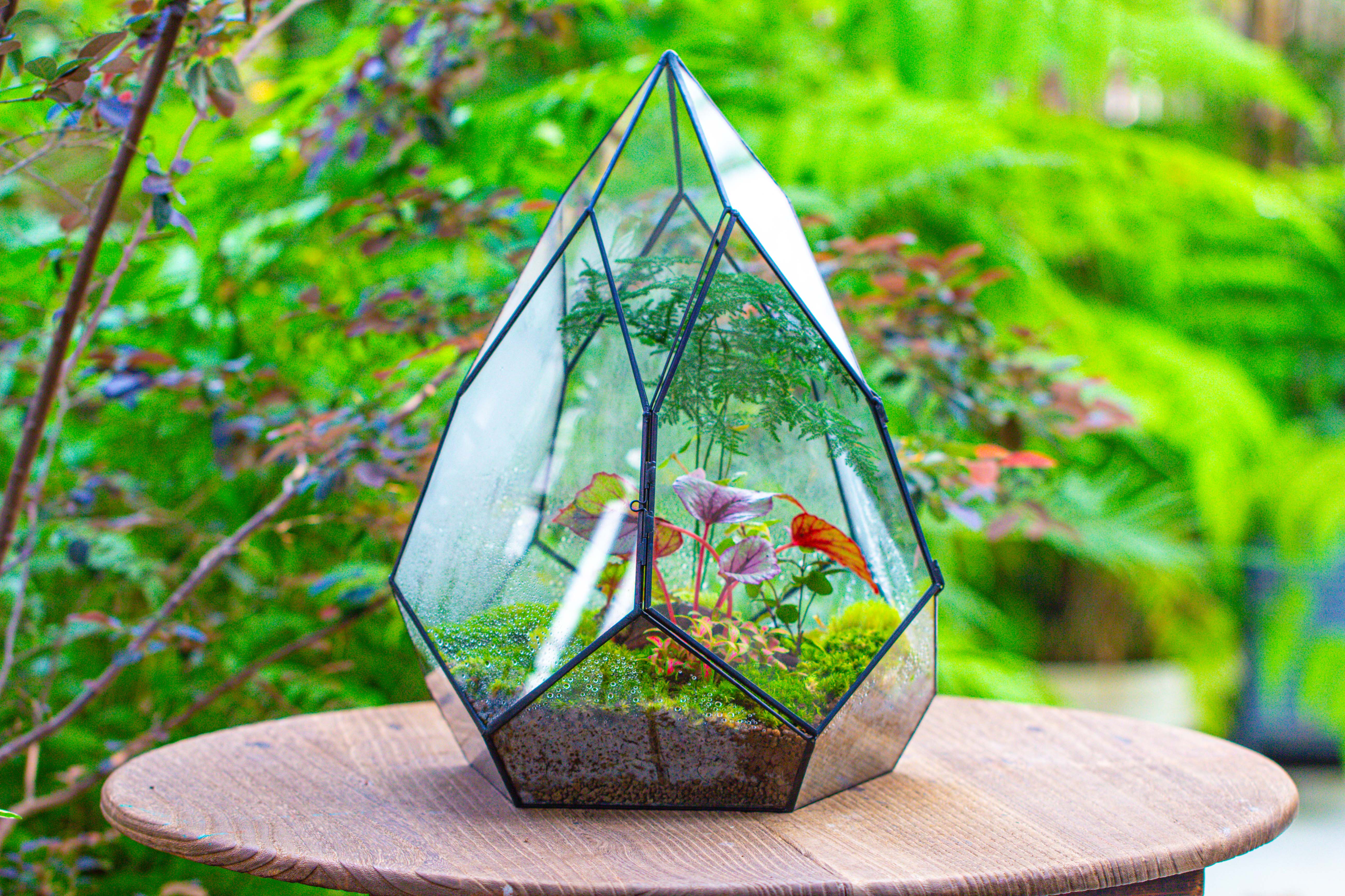 Large 16" tall and wide teardrop tin and glass terrarium, close, with door - NCYPgarden