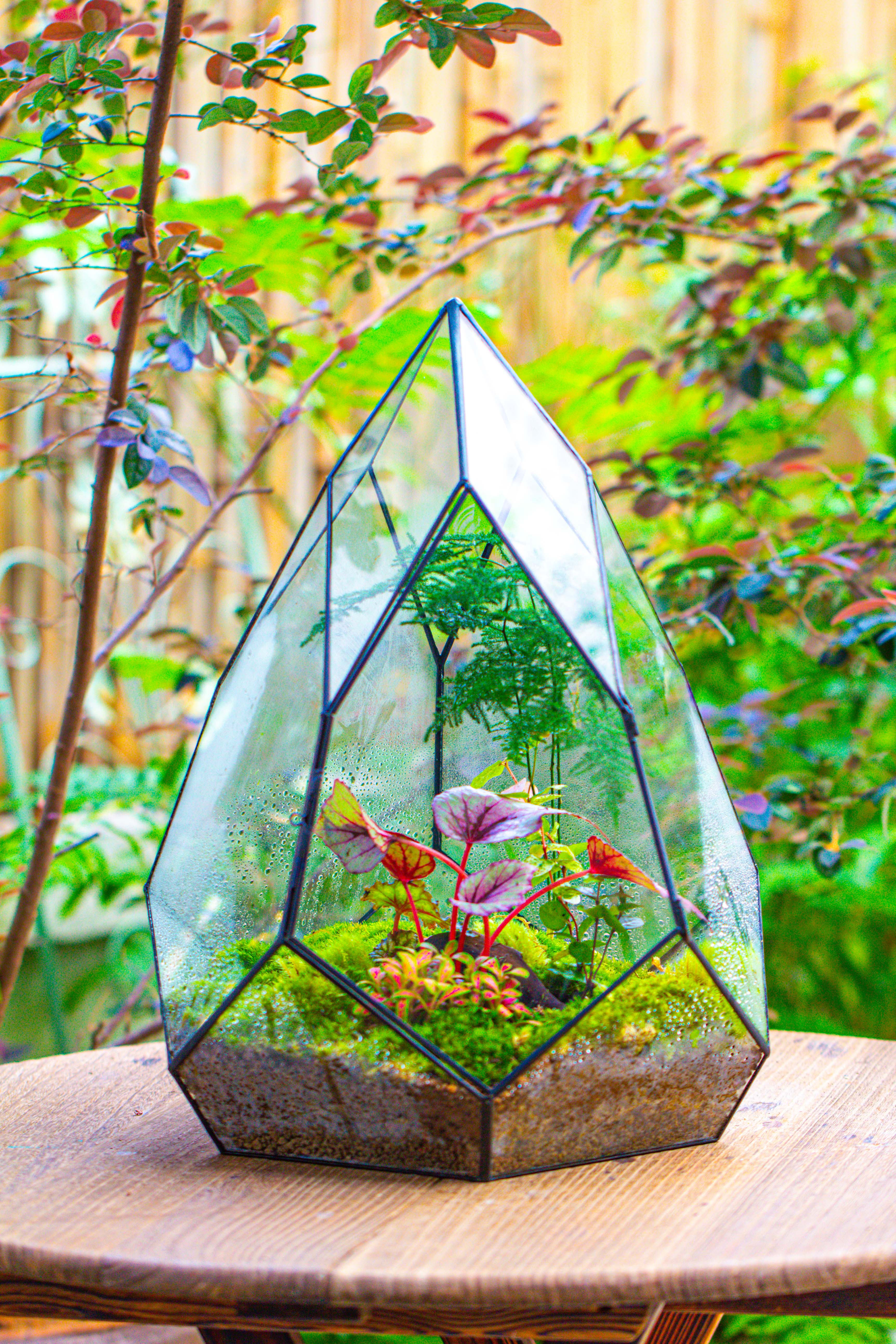 Large 16" tall and wide teardrop tin and glass terrarium, close, with door - NCYPgarden