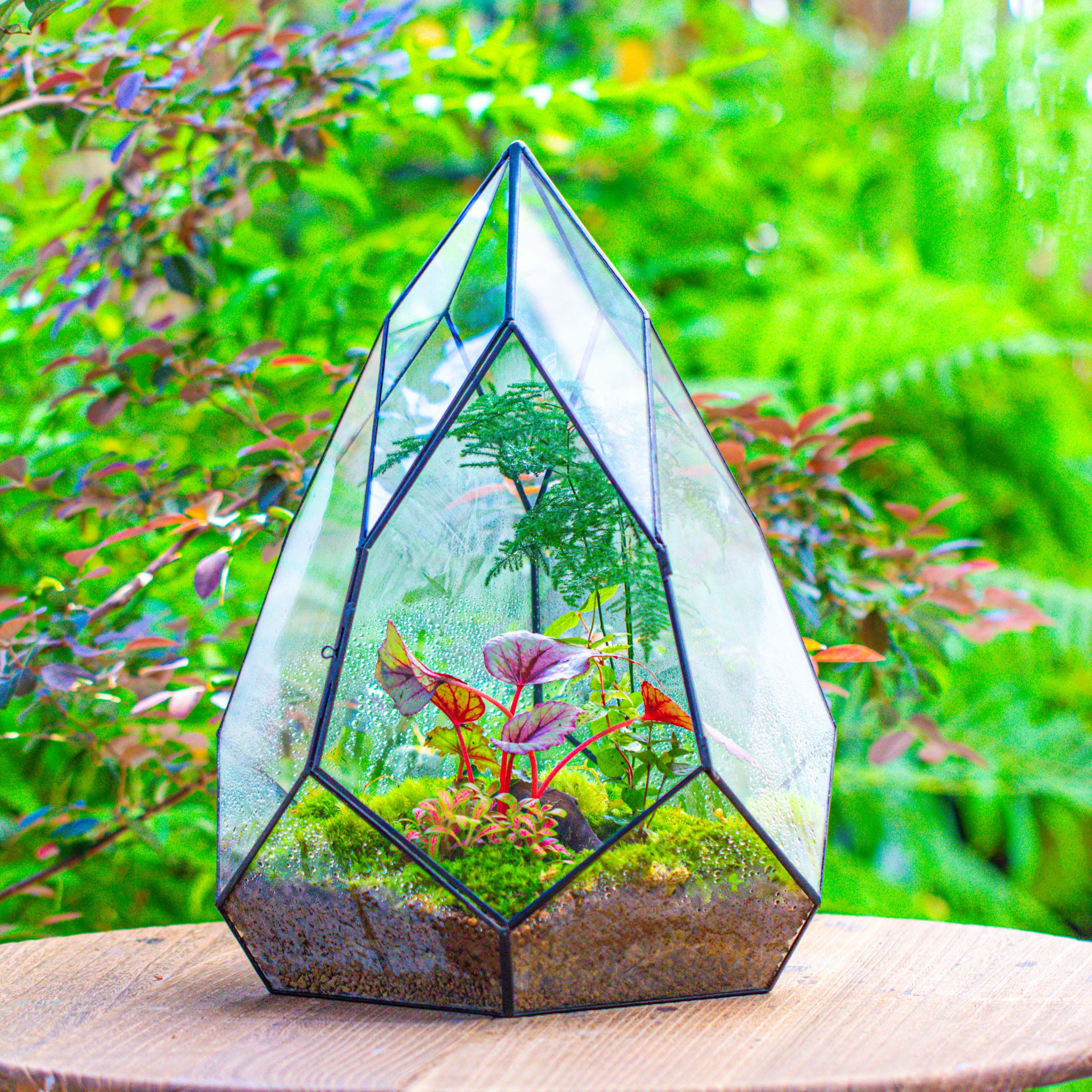 Large 16" tall and wide teardrop tin and glass terrarium, close, with door - NCYPgarden