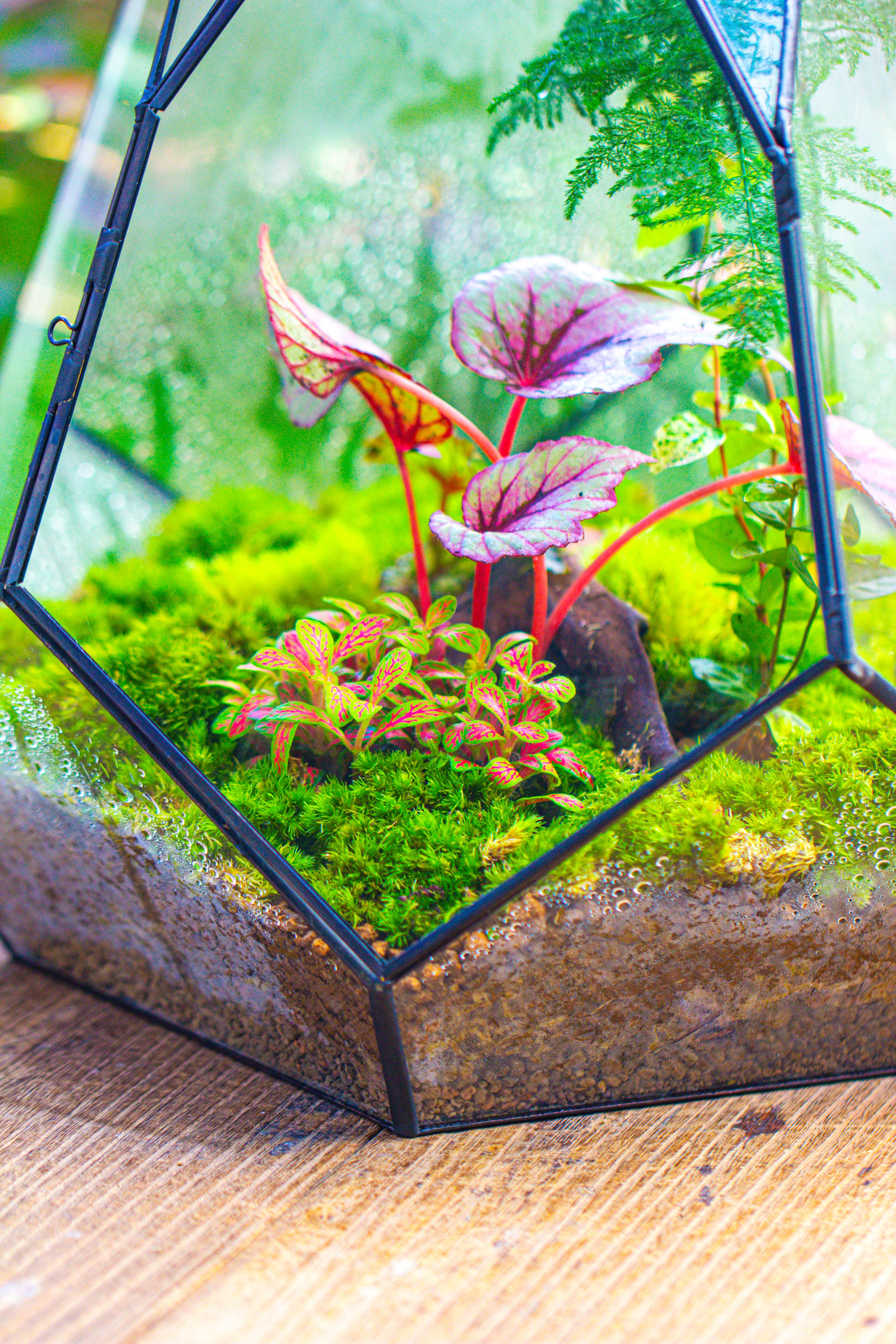 Large 16" tall and wide teardrop tin and glass terrarium, close, with door - NCYPgarden