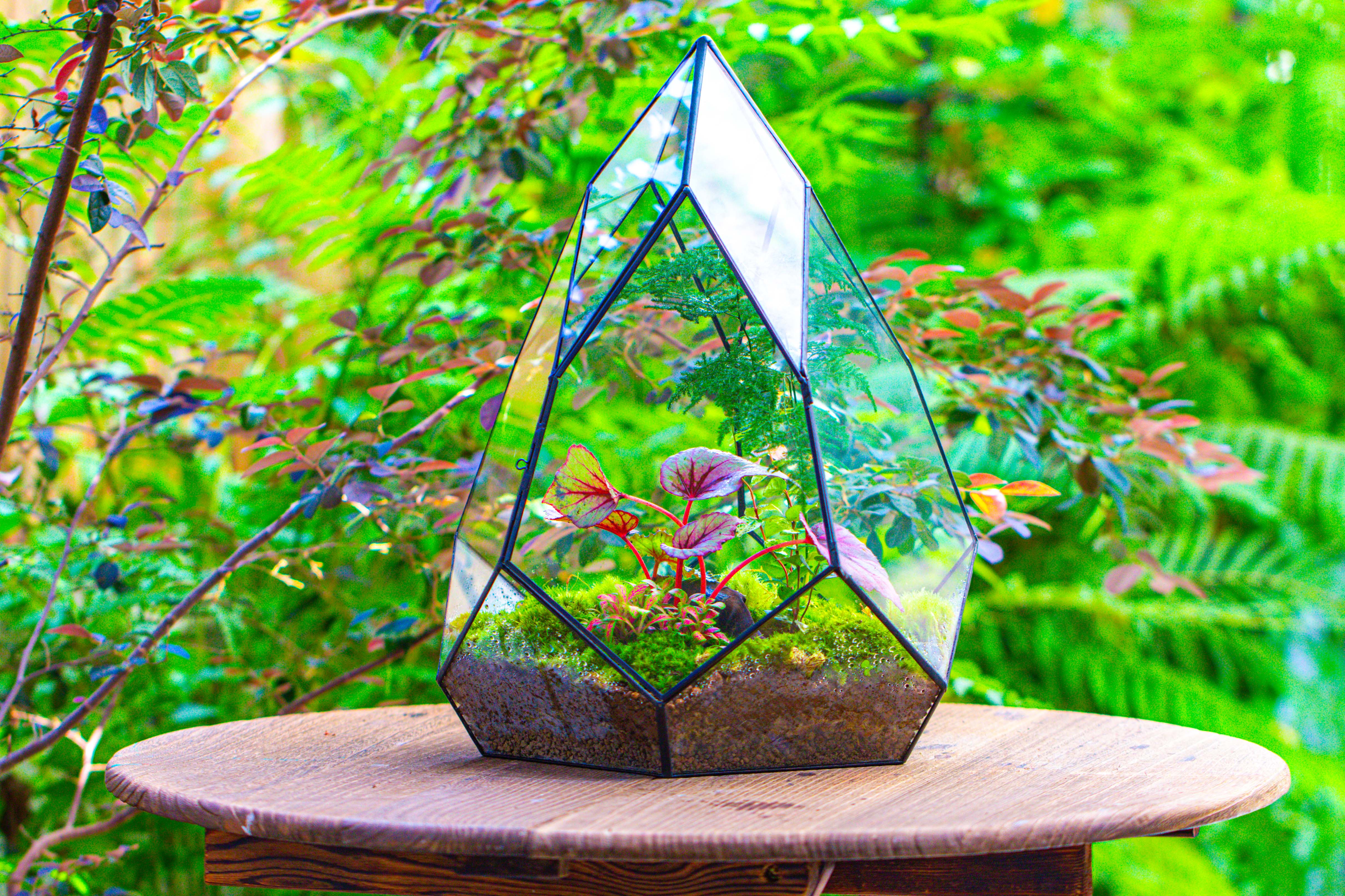 Large 16" tall and wide teardrop tin and glass terrarium, close, with door - NCYPgarden