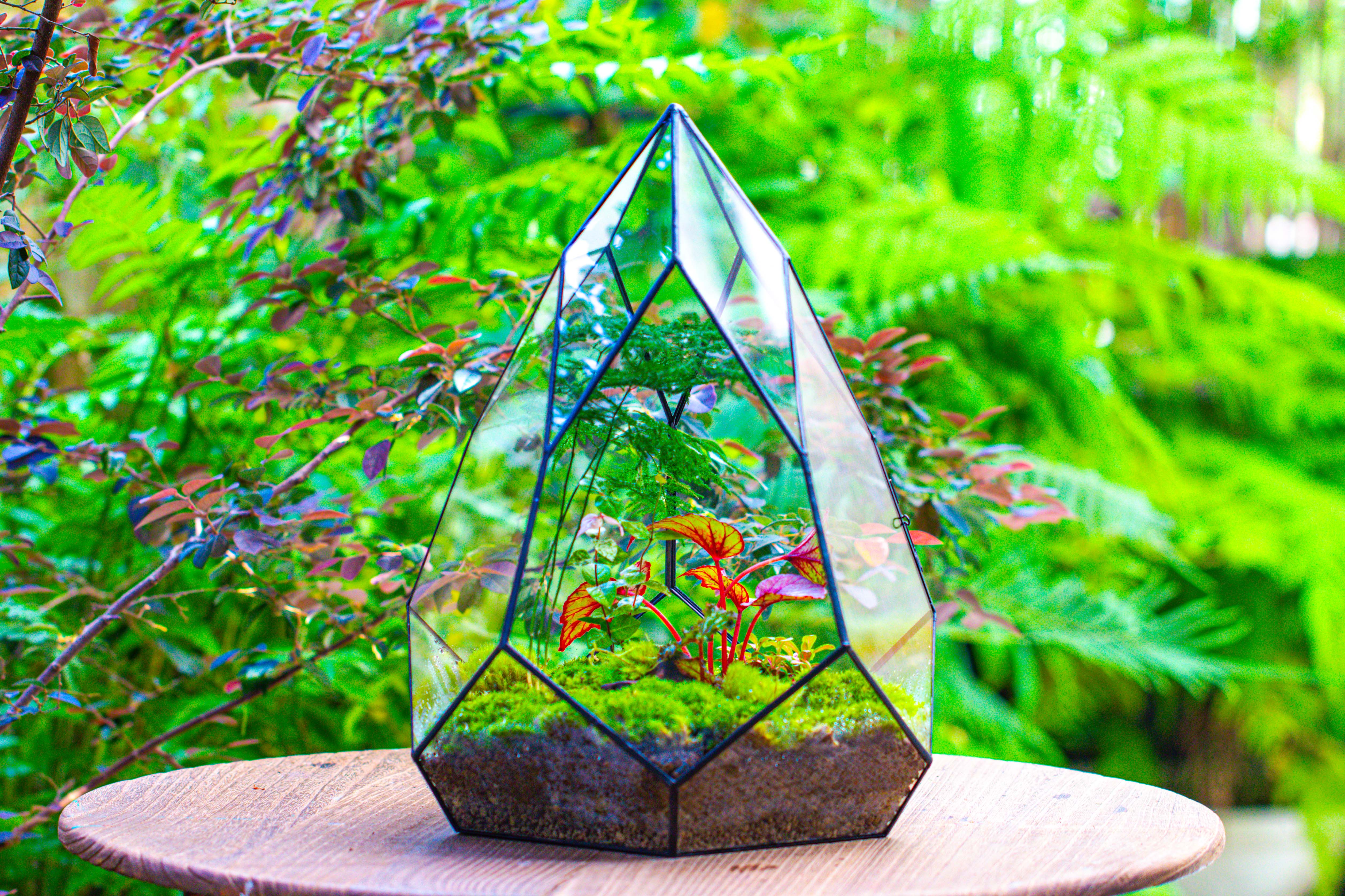 Large 16" tall and wide teardrop tin and glass terrarium, close, with door - NCYPgarden