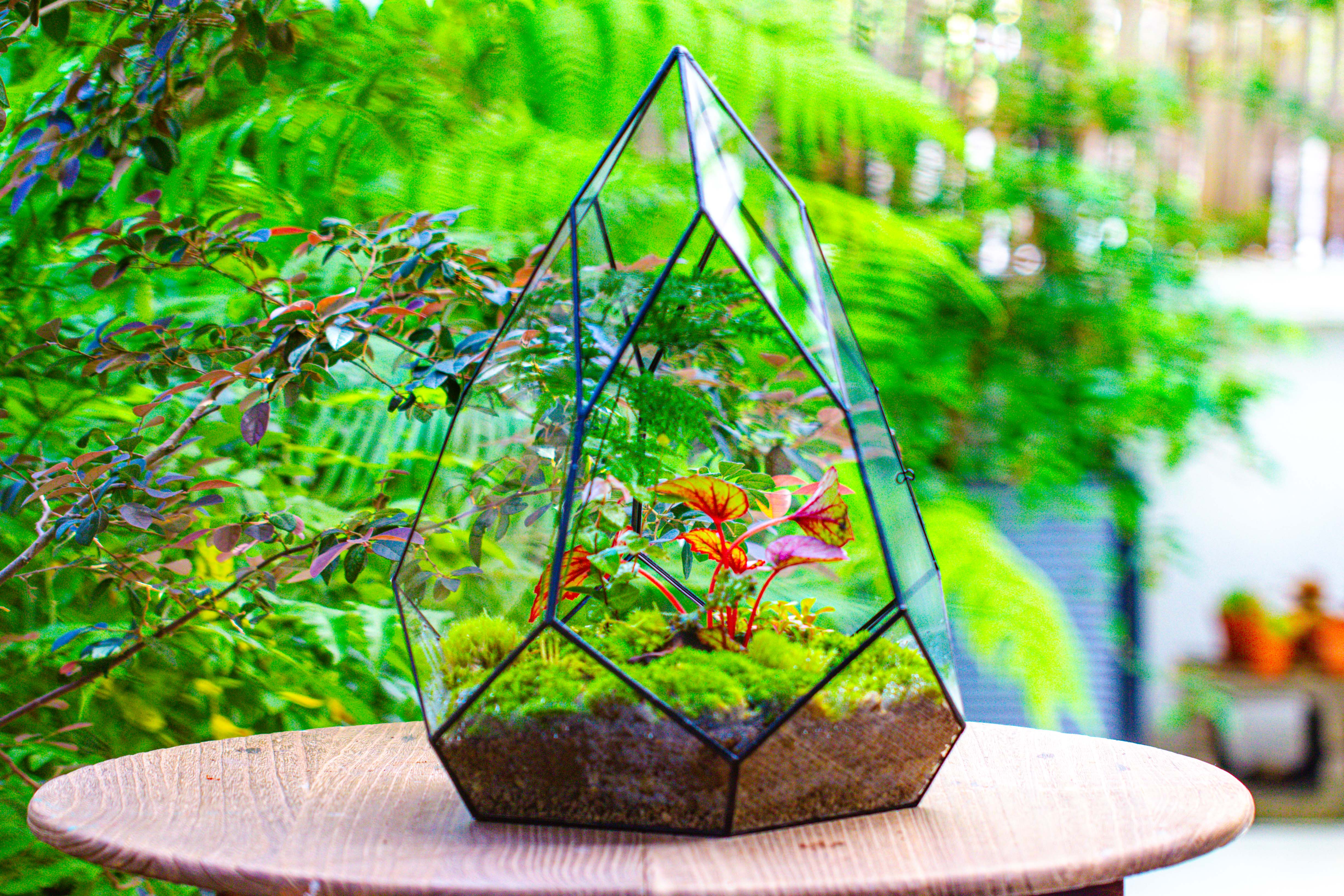 Large 16" tall and wide teardrop tin and glass terrarium, close, with door - NCYPgarden