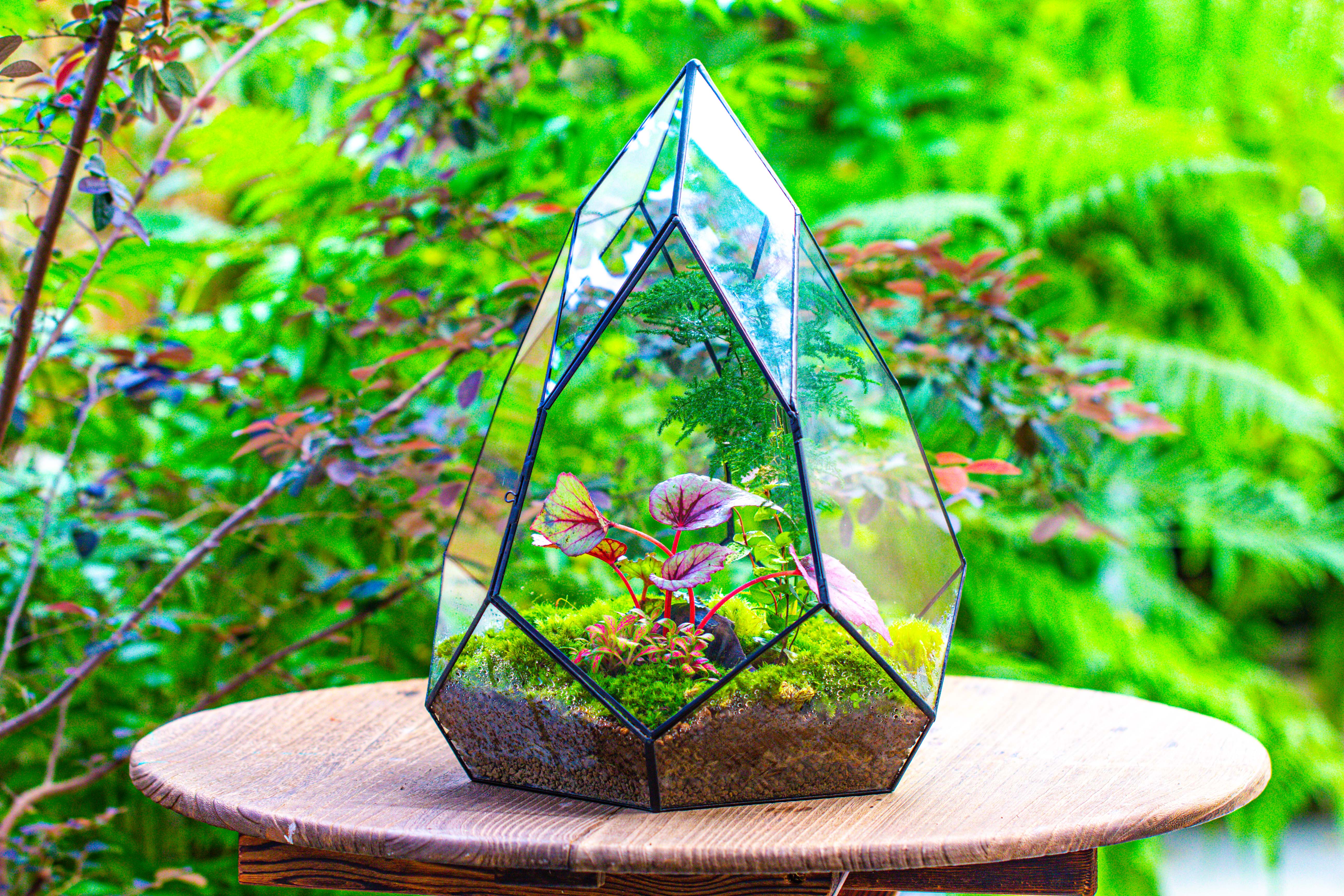 Large 16" tall and wide teardrop tin and glass terrarium, close, with door - NCYPgarden