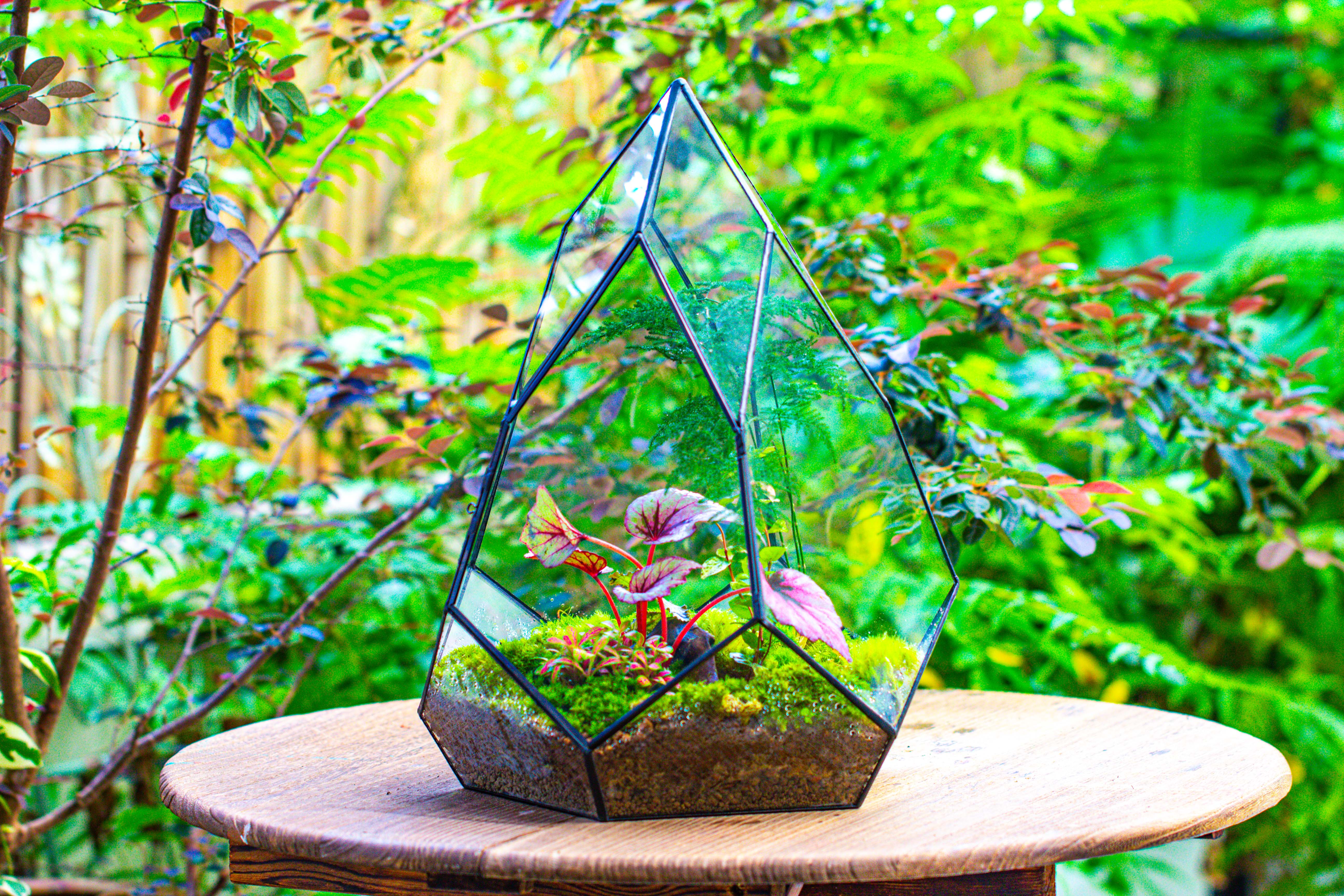 Large 16" tall and wide teardrop tin and glass terrarium, close, with door - NCYPgarden