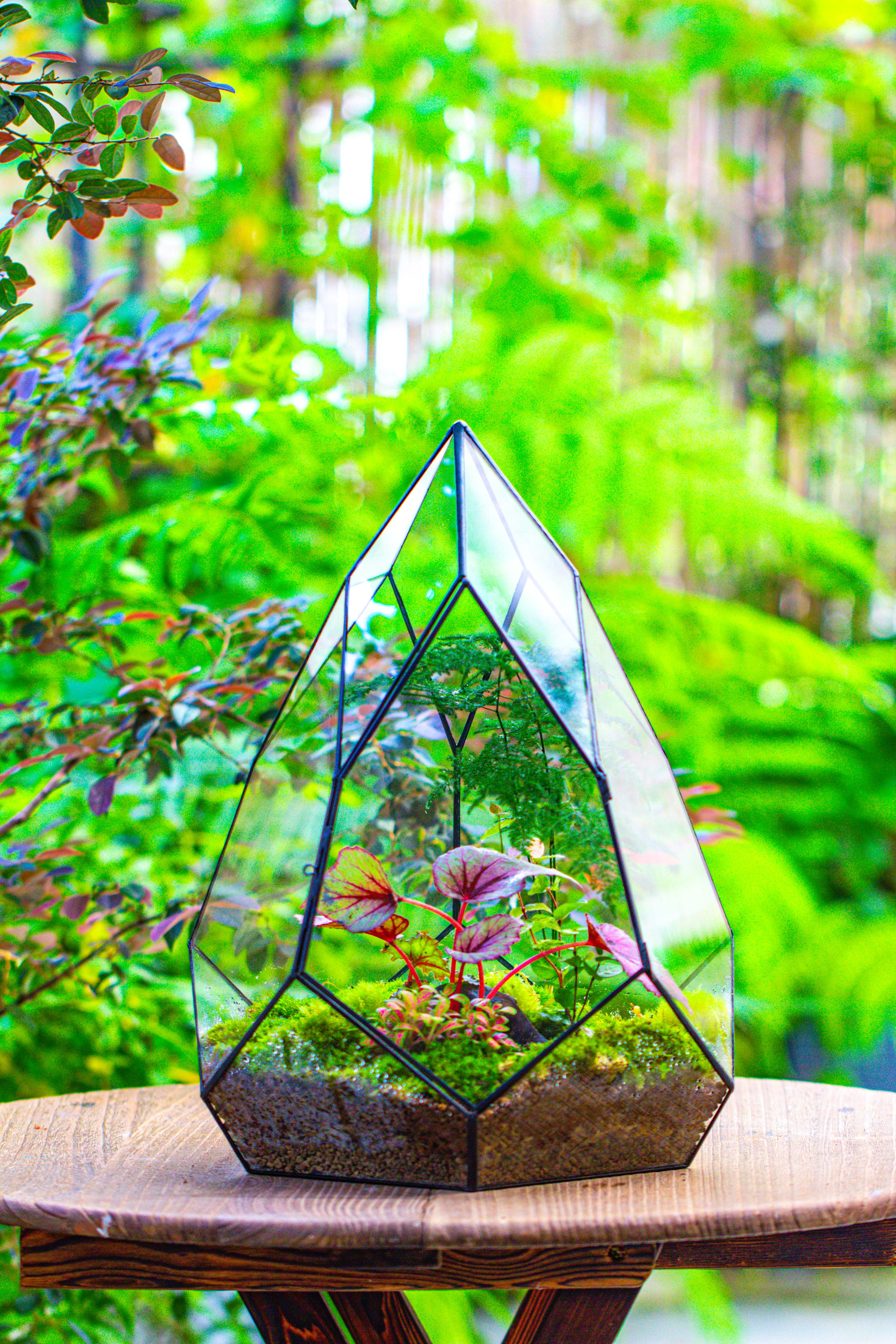 Large 16" tall and wide teardrop tin and glass terrarium, close, with door - NCYPgarden