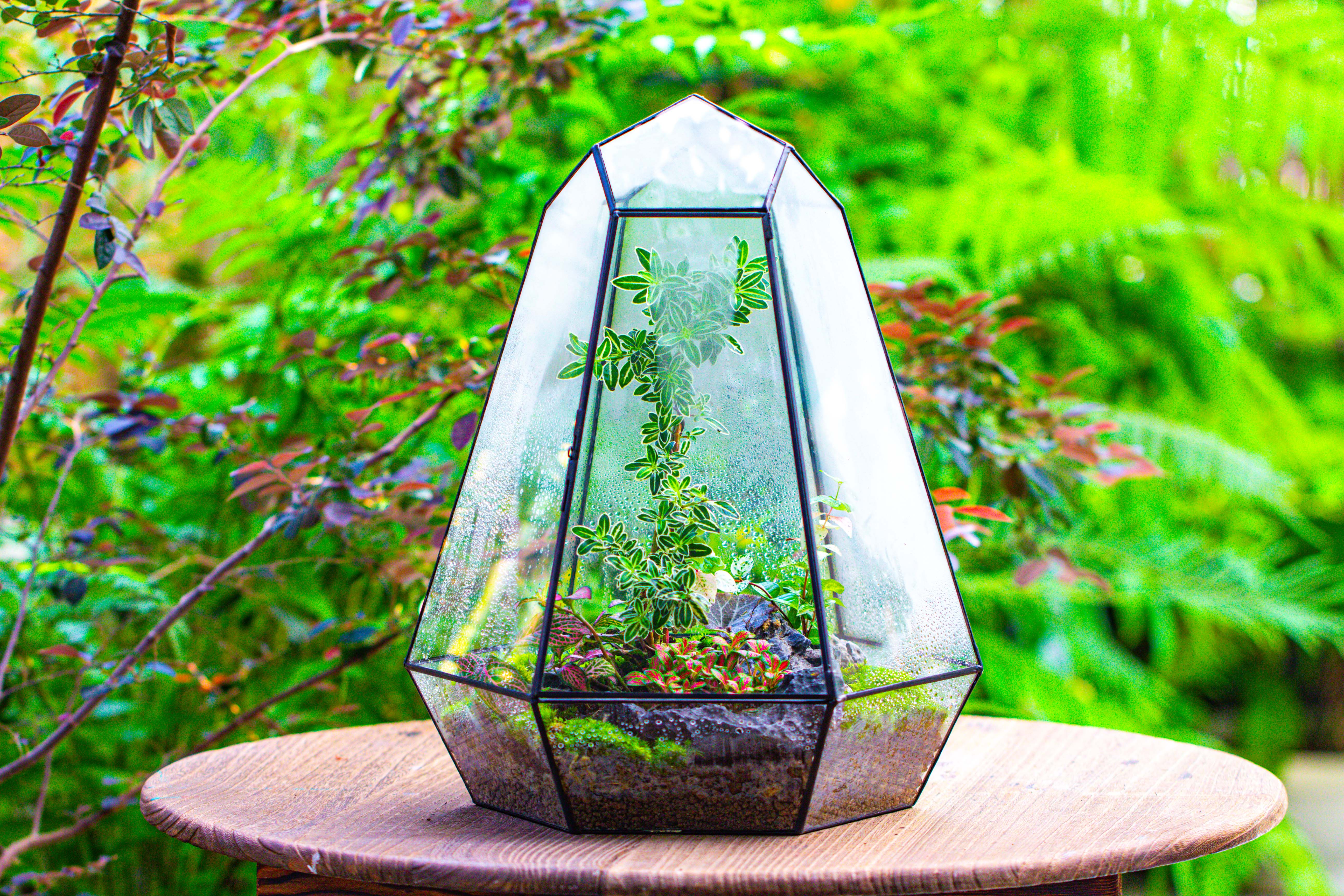 Large 16" tall and wide 6 sided cone tin and glass terrarium, close, with door - NCYPgarden
