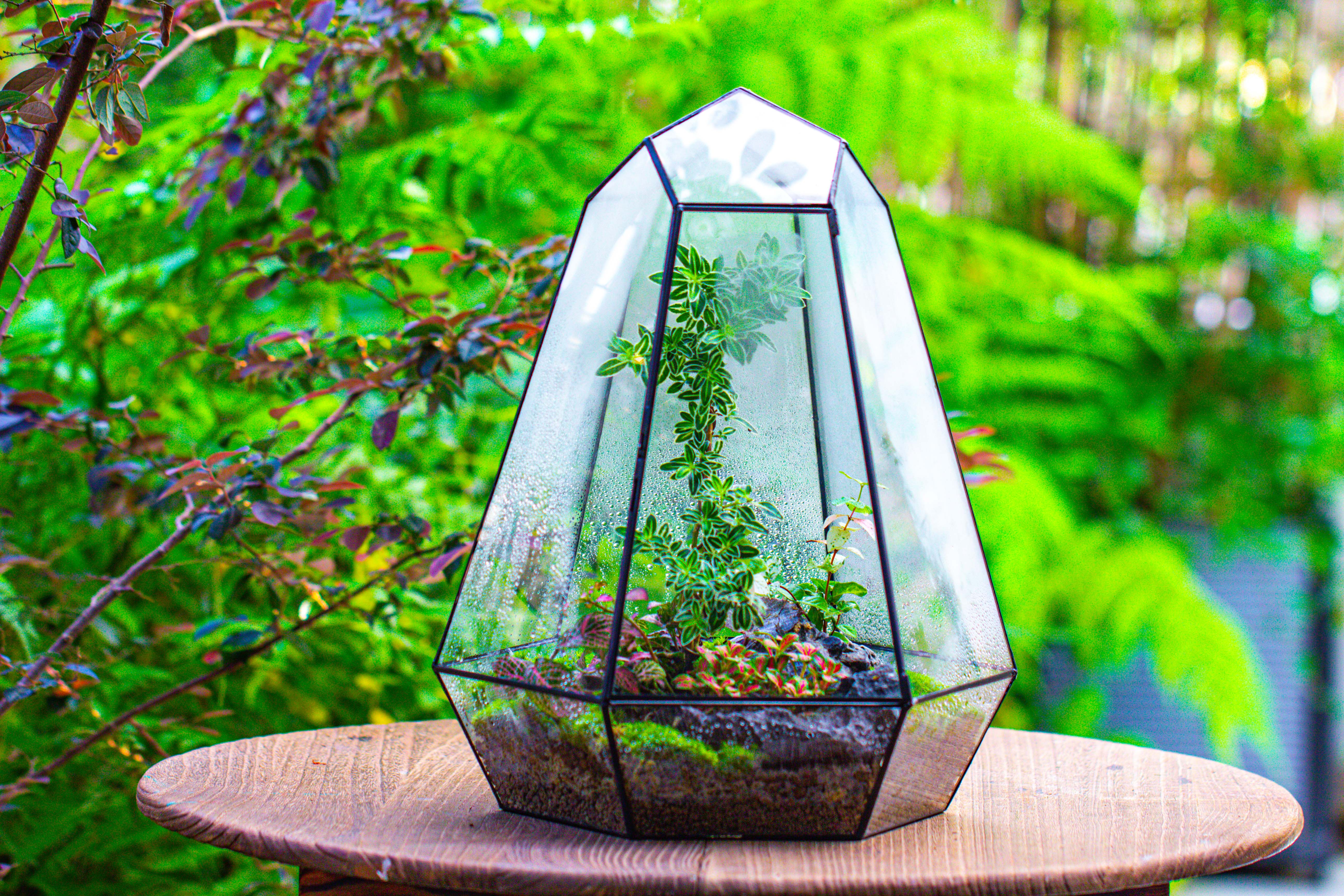 Large 16" tall and wide 6 sided cone tin and glass terrarium, close, with door - NCYPgarden