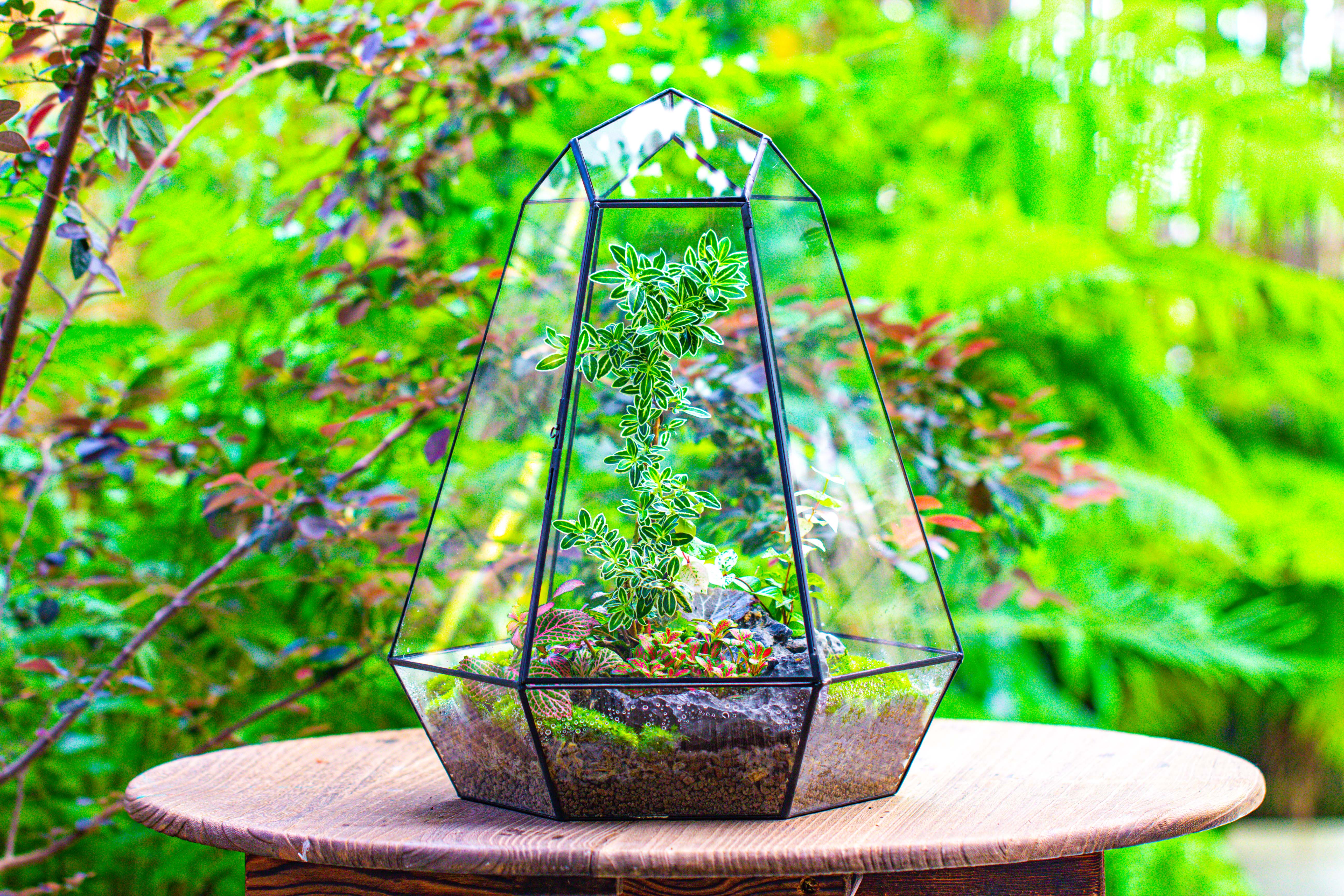 Large 16" tall and wide 6 sided cone tin and glass terrarium, close, with door - NCYPgarden