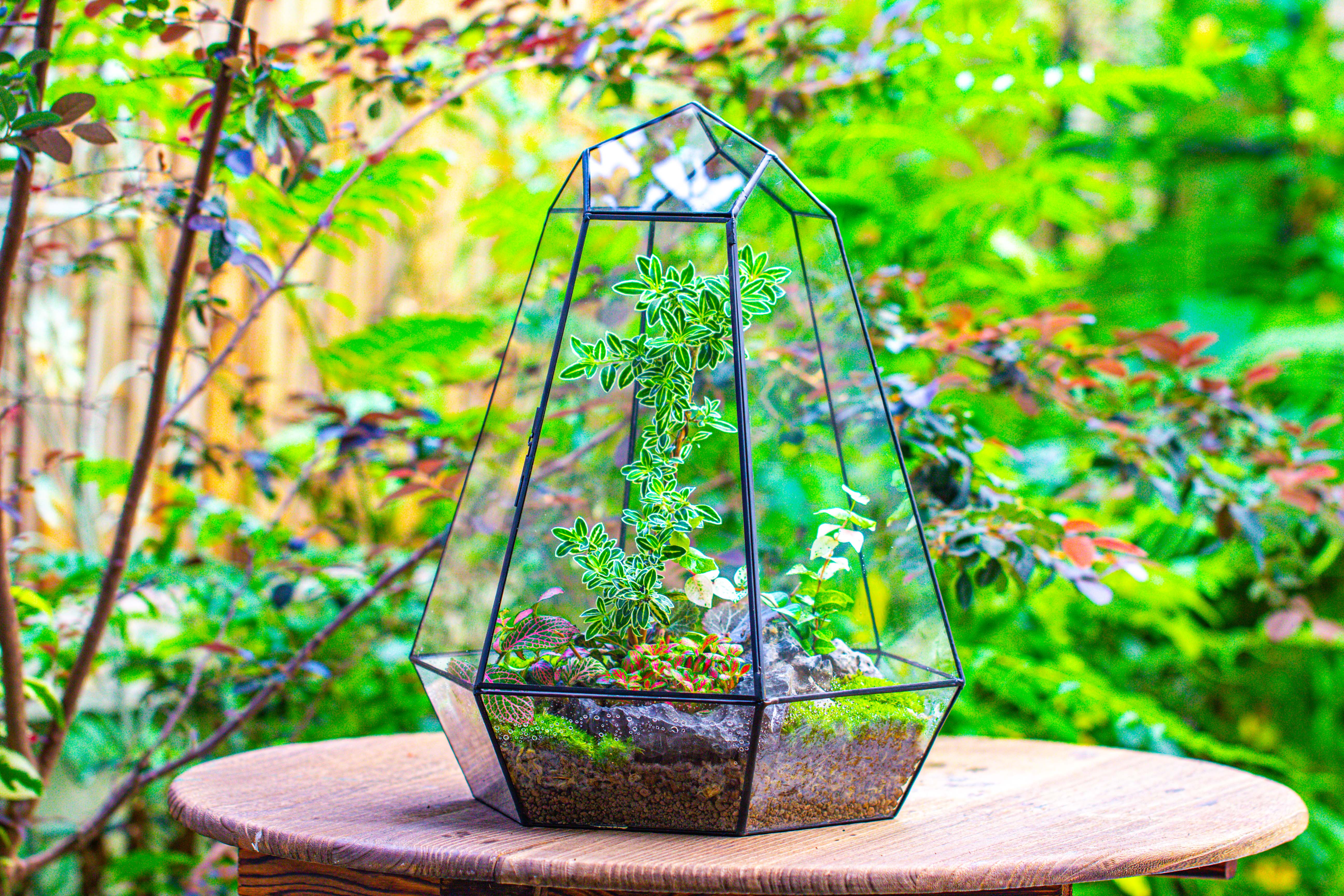 Large 16" tall and wide 6 sided cone tin and glass terrarium, close, with door - NCYPgarden