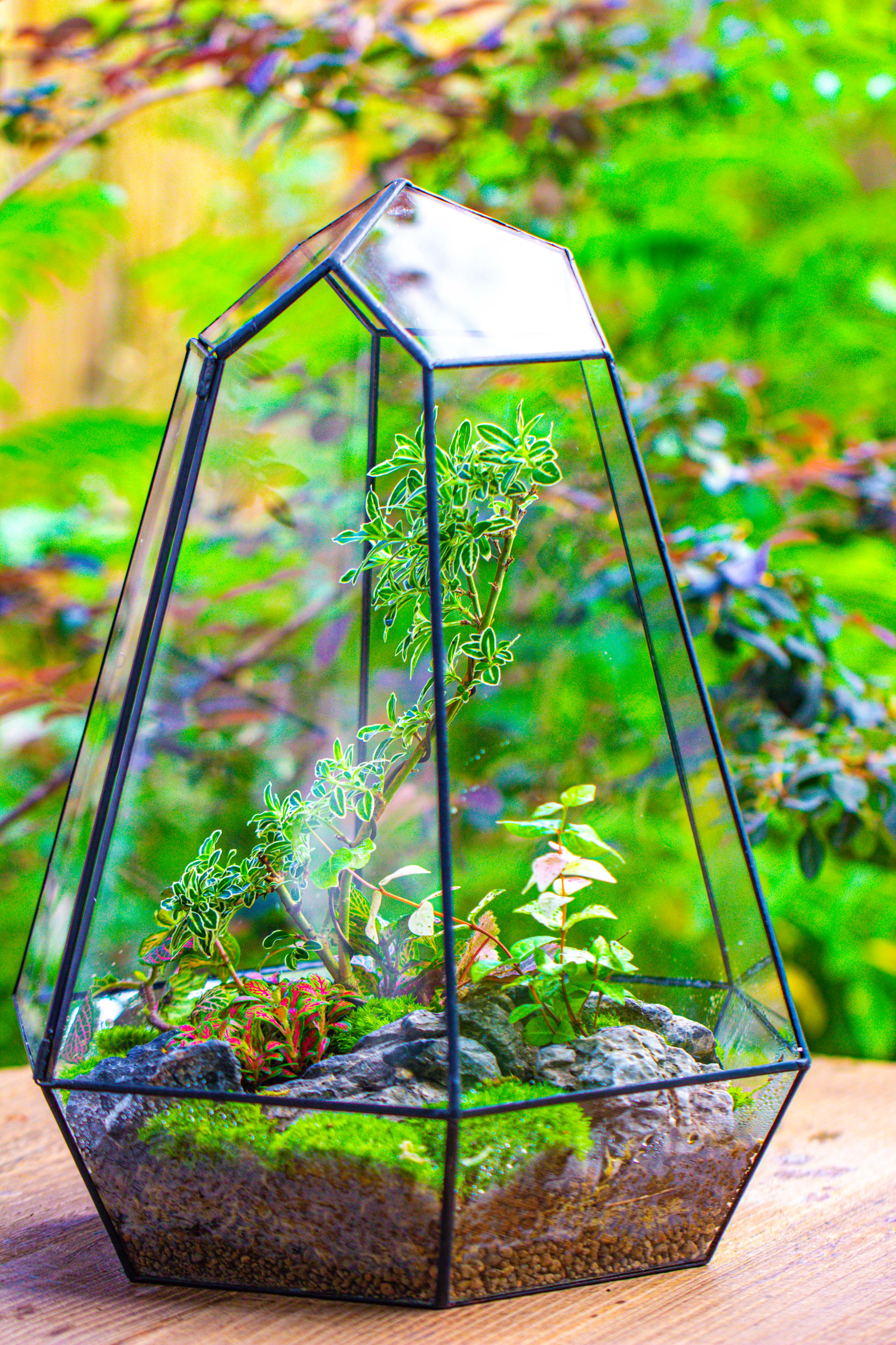 Large 16" tall and wide 6 sided cone tin and glass terrarium, close, with door - NCYPgarden