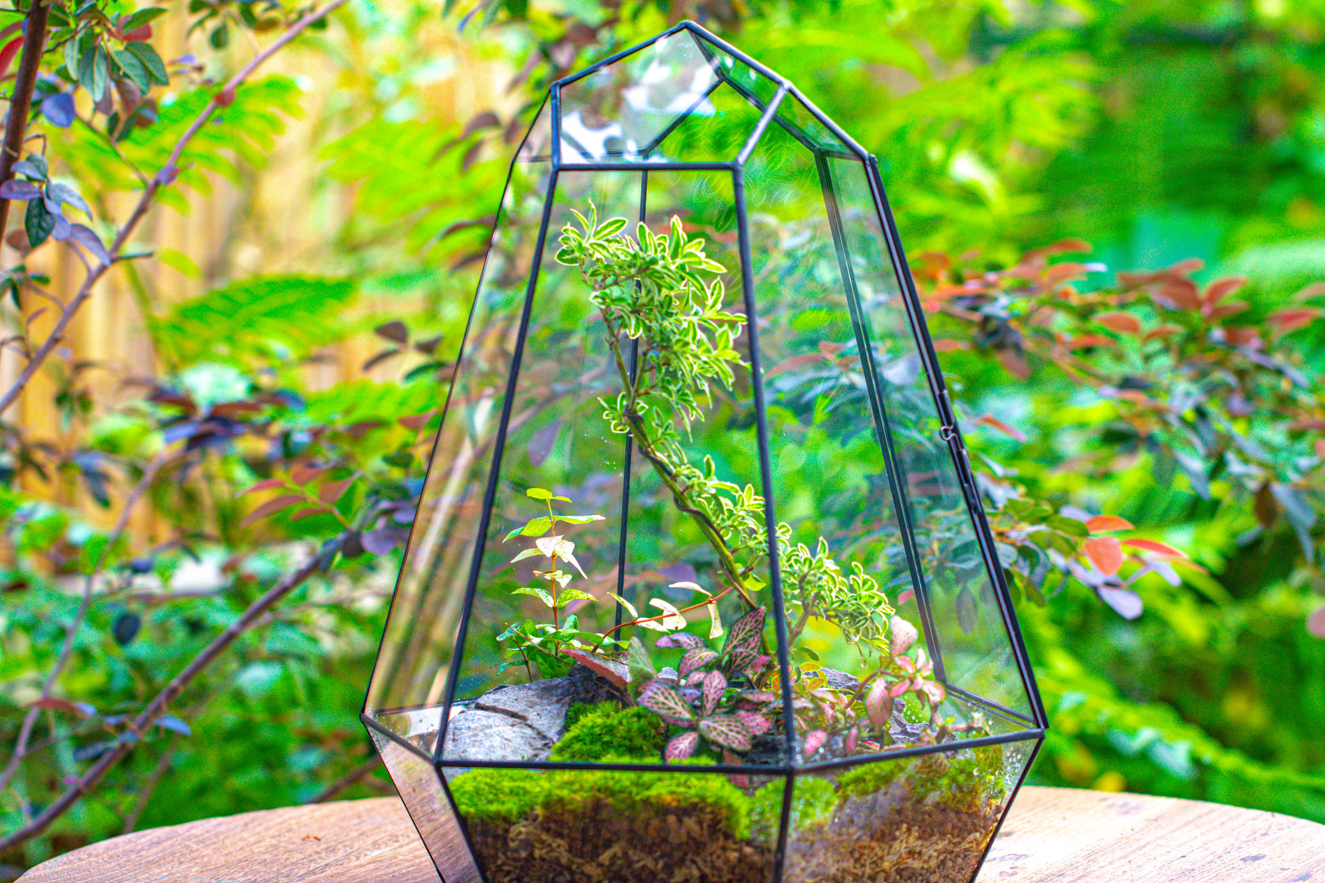 Large 16" tall and wide 6 sided cone tin and glass terrarium, close, with door - NCYPgarden