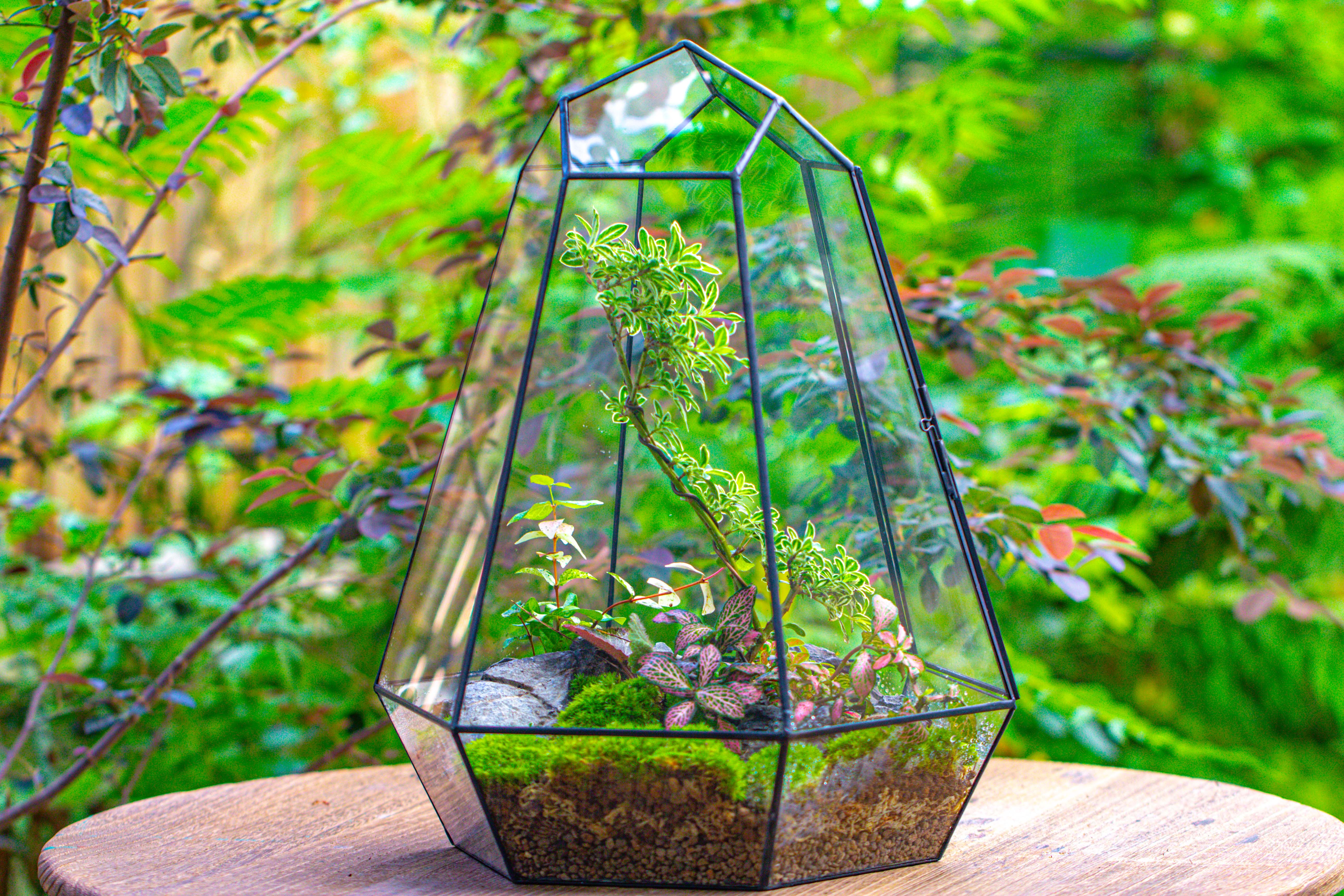 Large 16" tall and wide 6 sided cone tin and glass terrarium, close, with door - NCYPgarden