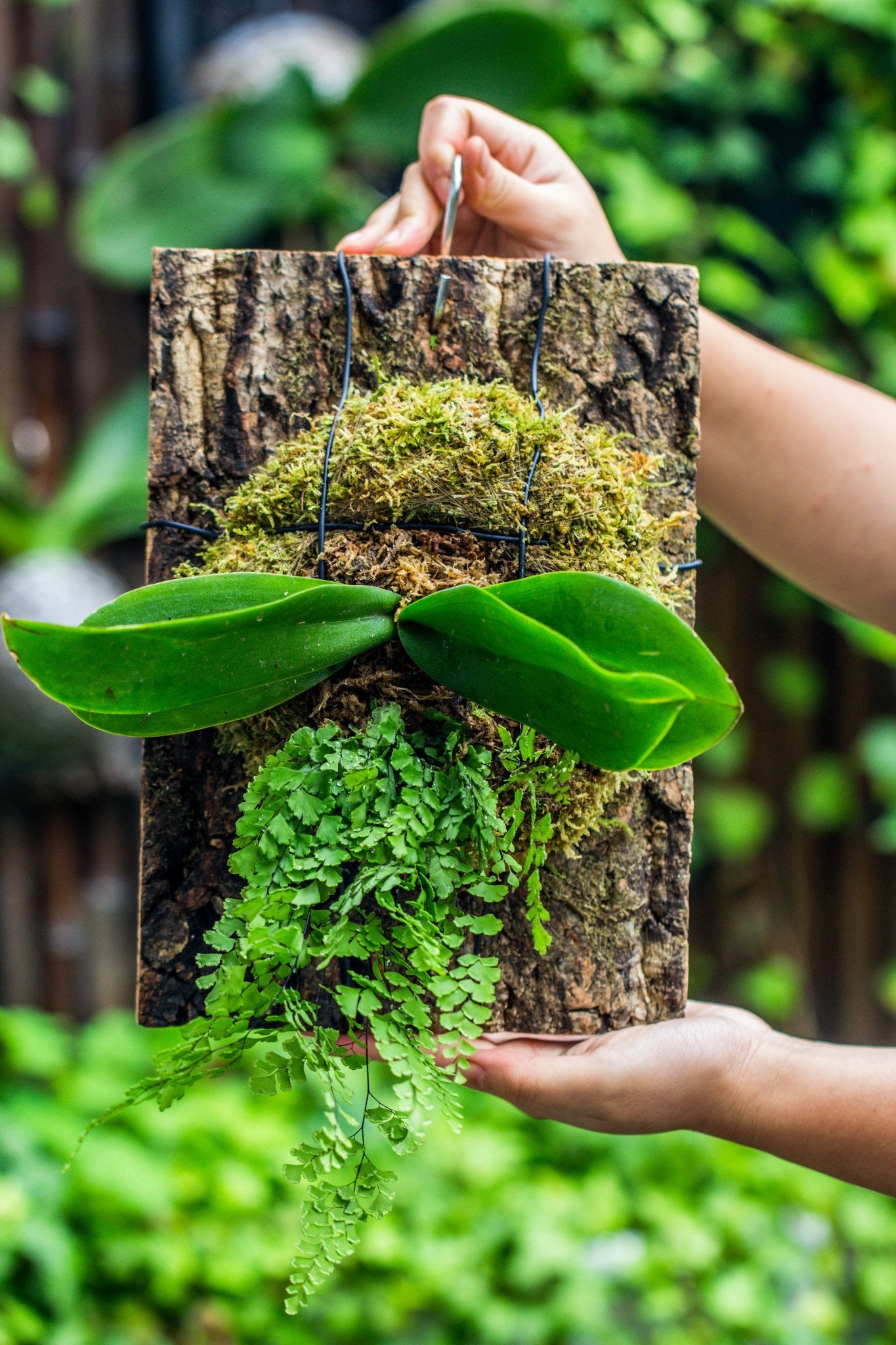 dry terrarium plants Dried Moss, 24L for DIY, terrarium building, microlandscape, Orchid, fern, vertical gardening