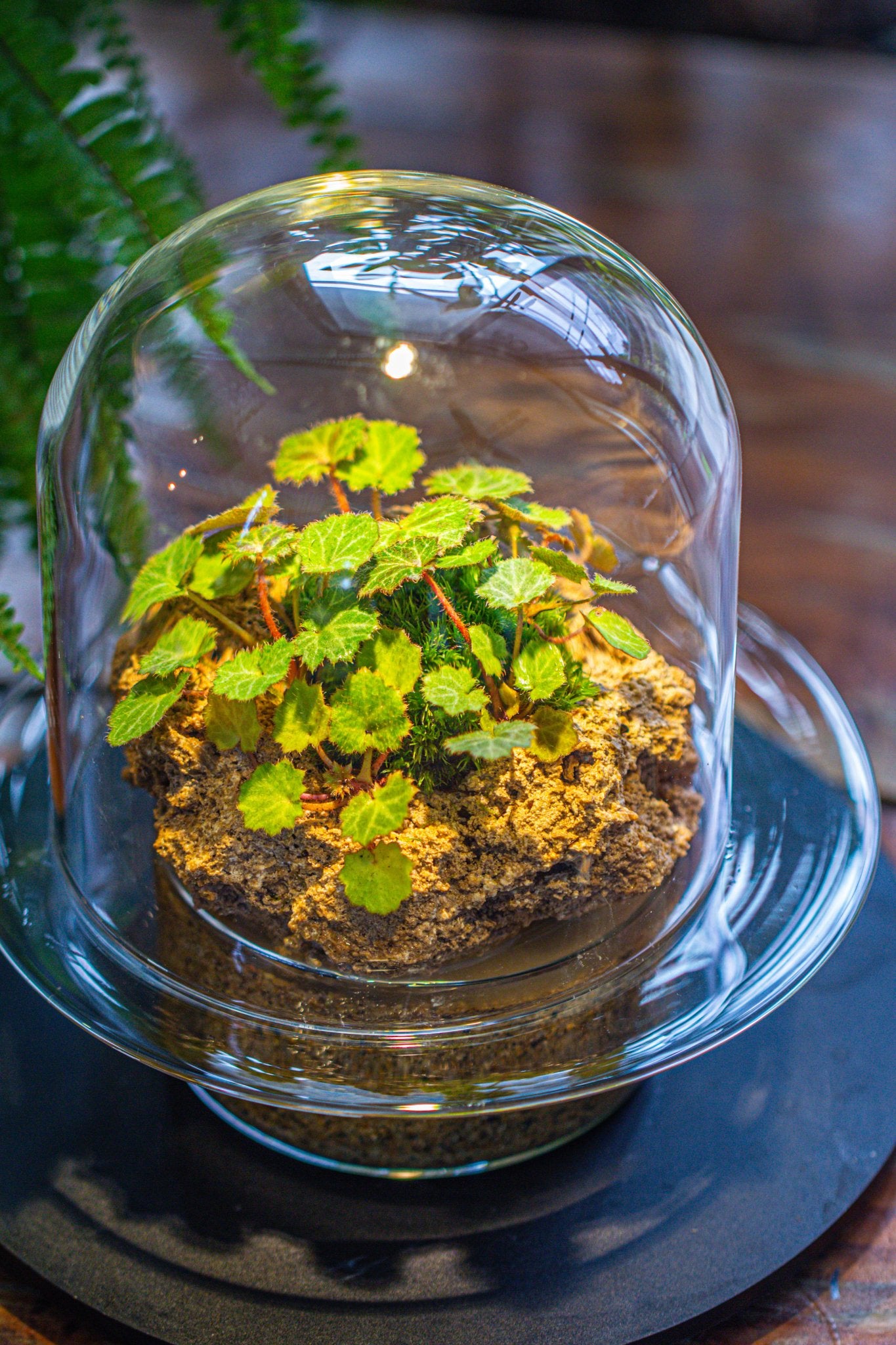 Hydroponic Rocks Porous Bonsai Rock for Terrariums & Bonsai – NCYPgarden