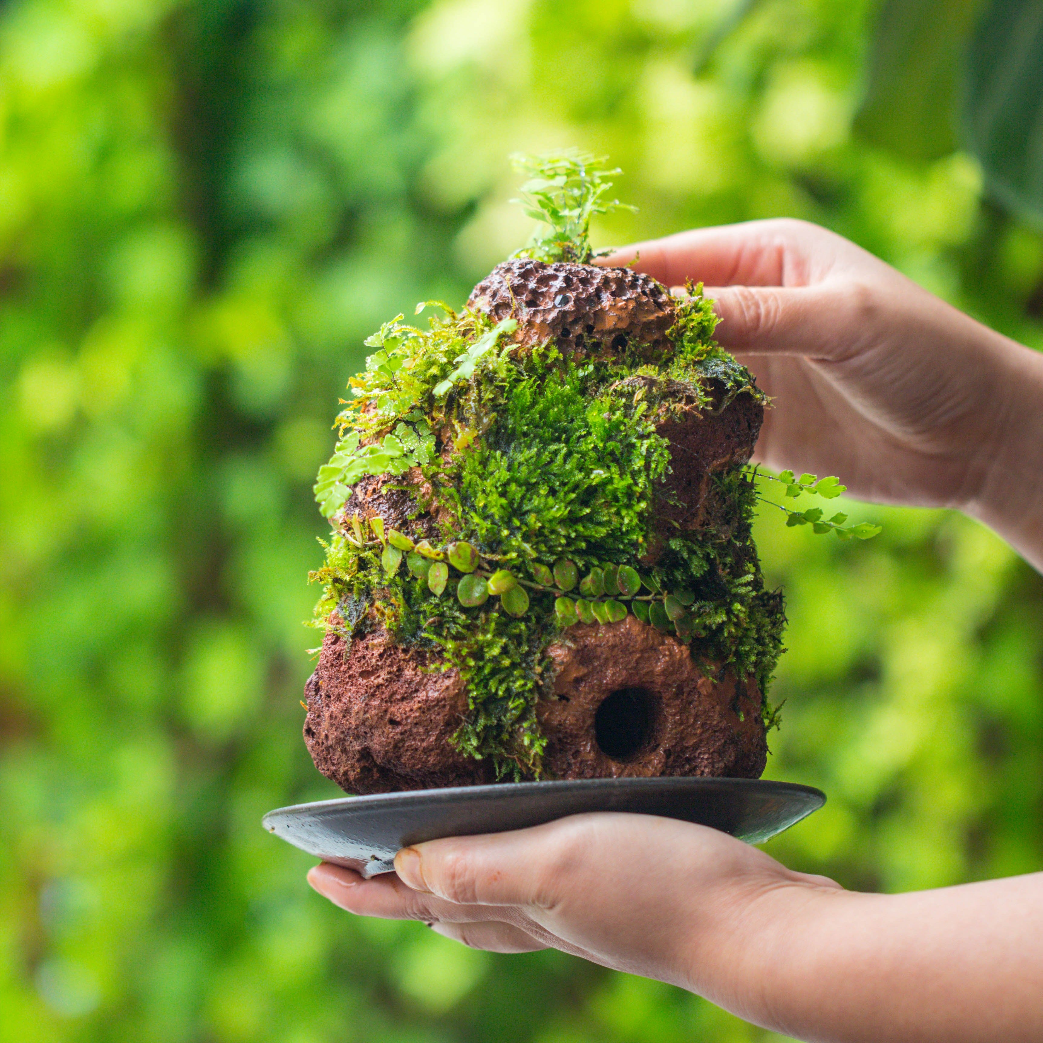 5-8cm Red Horticultural Lava Rock Volcanic Rock for Terrarium, Bonsai Landscape, 500g - NCYPgarden