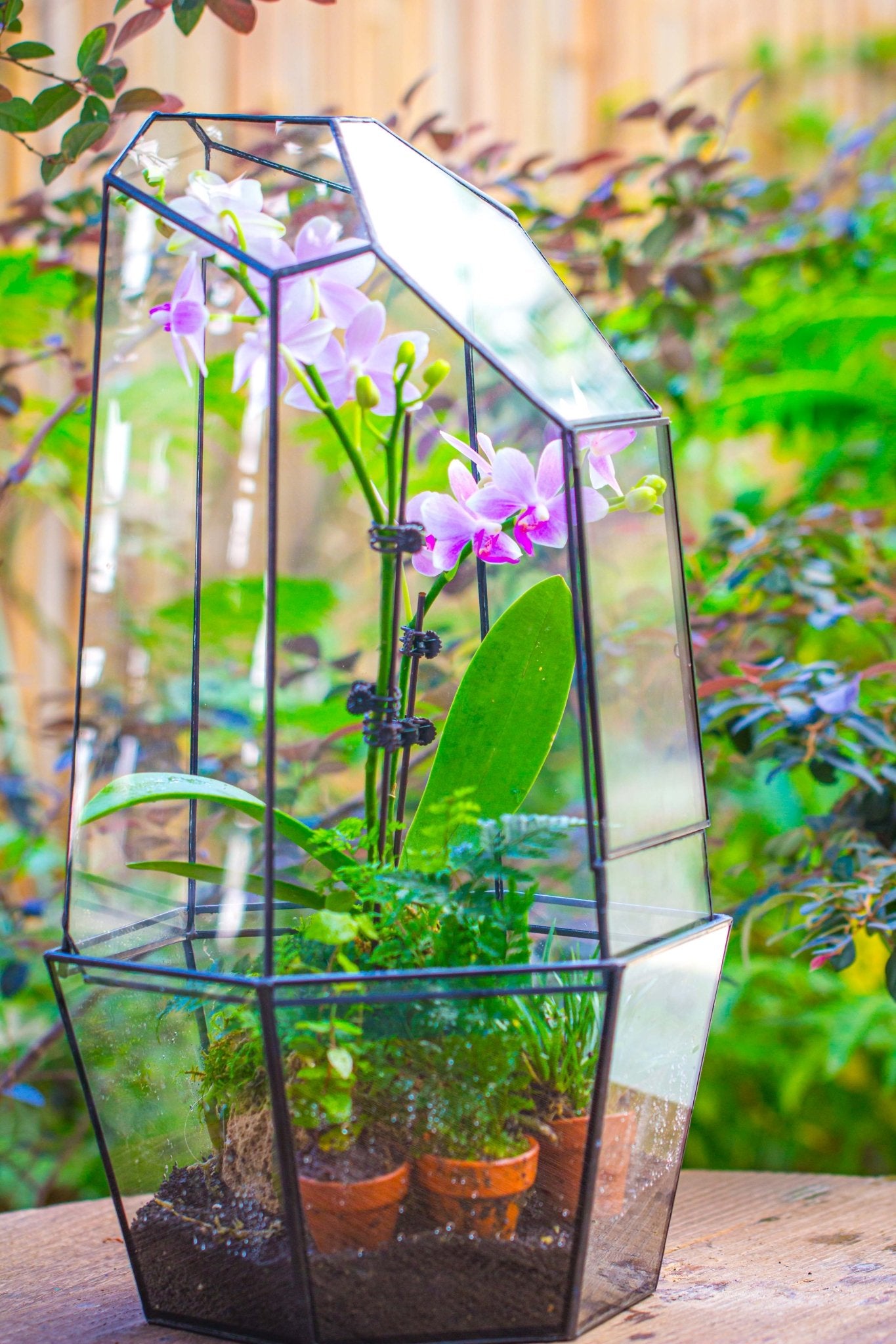 orchids terrarium plants Large 2-Part 18.9" tall Close Glass Terrarium for orchid, fern, moss, Watertight, with top hole