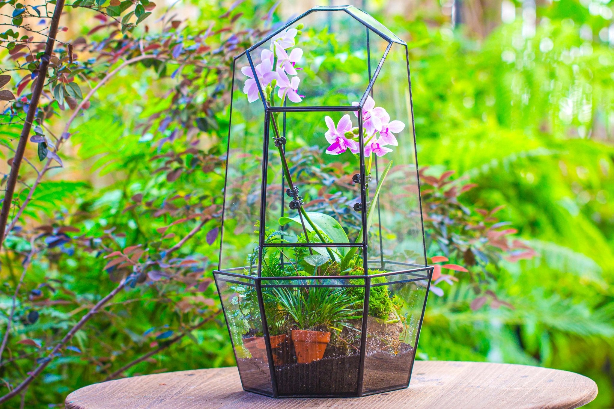 succulent terrarium large Large 2-Part 18.9" tall Close Glass Terrarium for orchid, fern, moss, – NCYPgarden