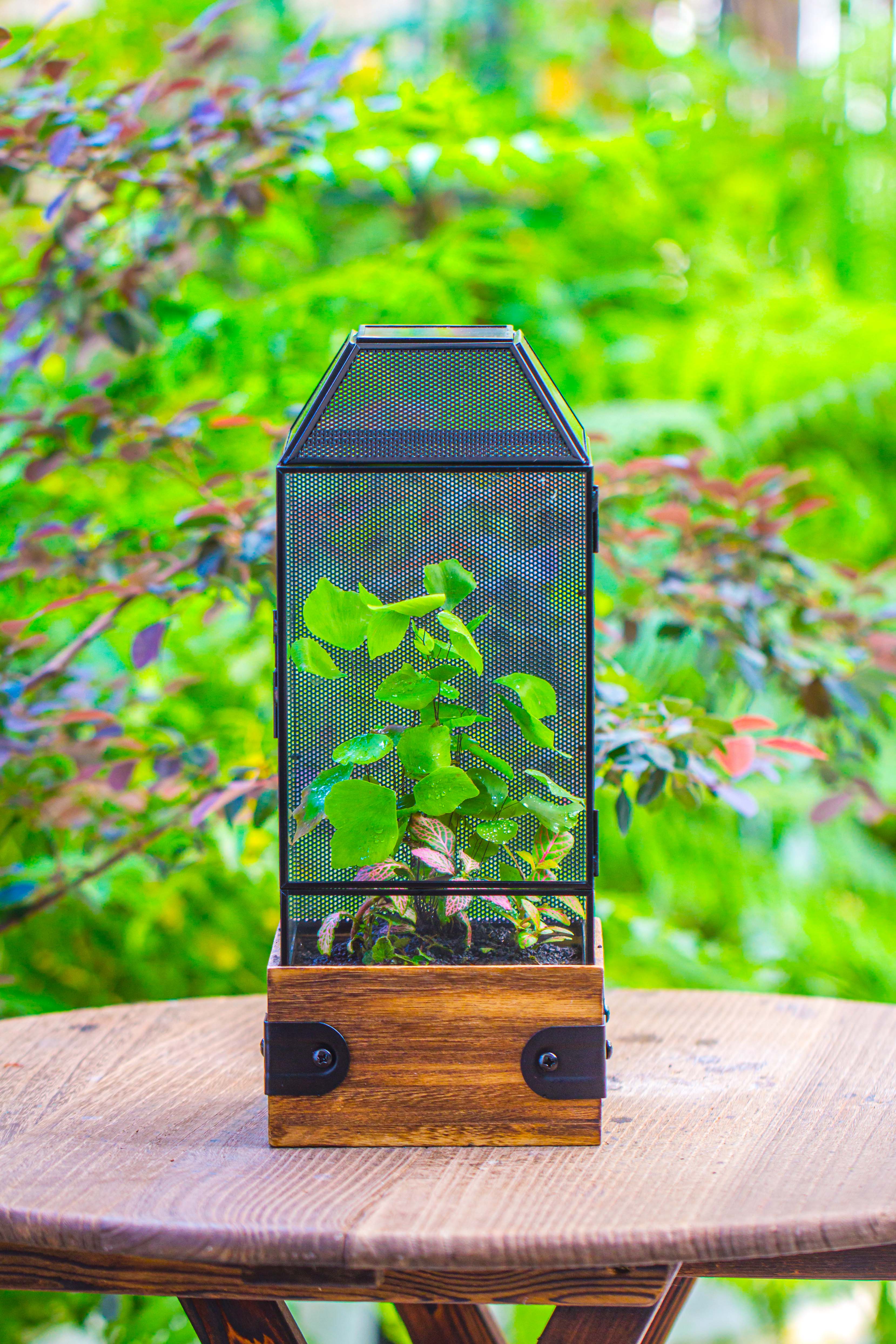 Handmade Glass Terrarium with Wood Base, Geometric Jumping Spider Enclosure, with Mesh Vent, for Plants, Snail, Insects - NCYPgarden