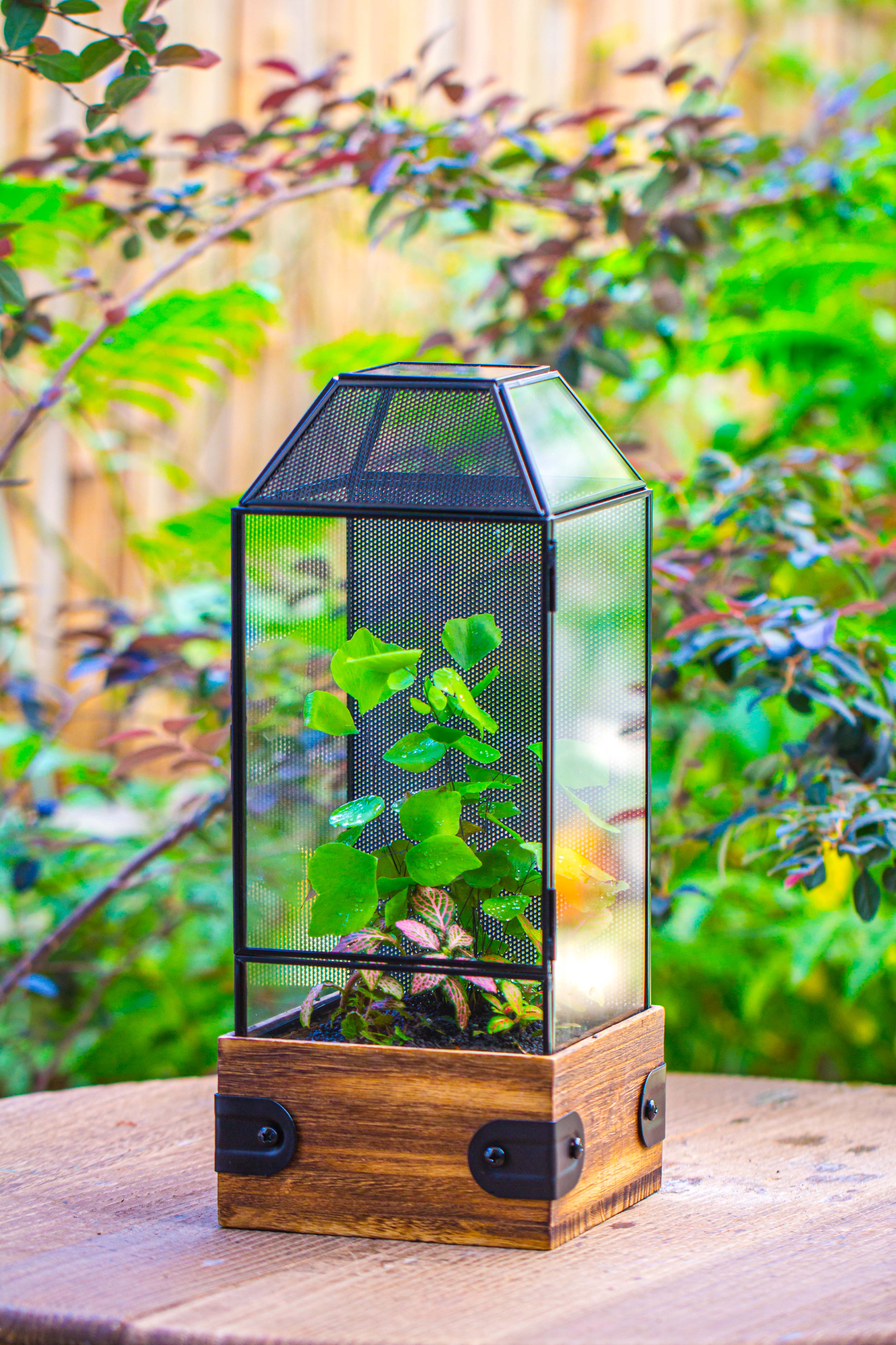 Handmade Glass Terrarium with Wood Base, Geometric Jumping Spider Enclosure, with Mesh Vent, for Plants, Snail, Insects - NCYPgarden
