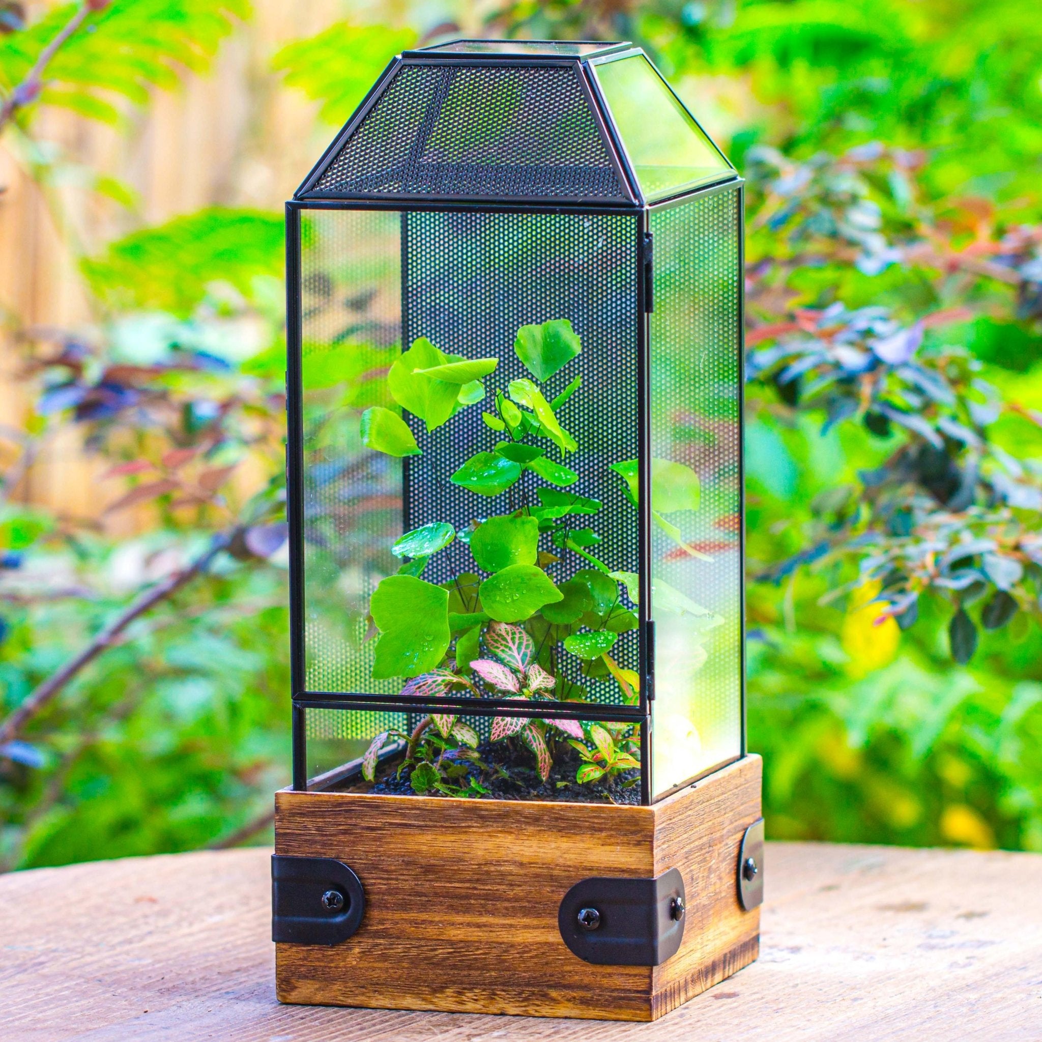 jumping spider plants Handmade Glass Terrarium with Wood Base, Geometric Jumping Spider Enclosure, with Mesh Vent, for Plants, Snail, Insects SG06E2