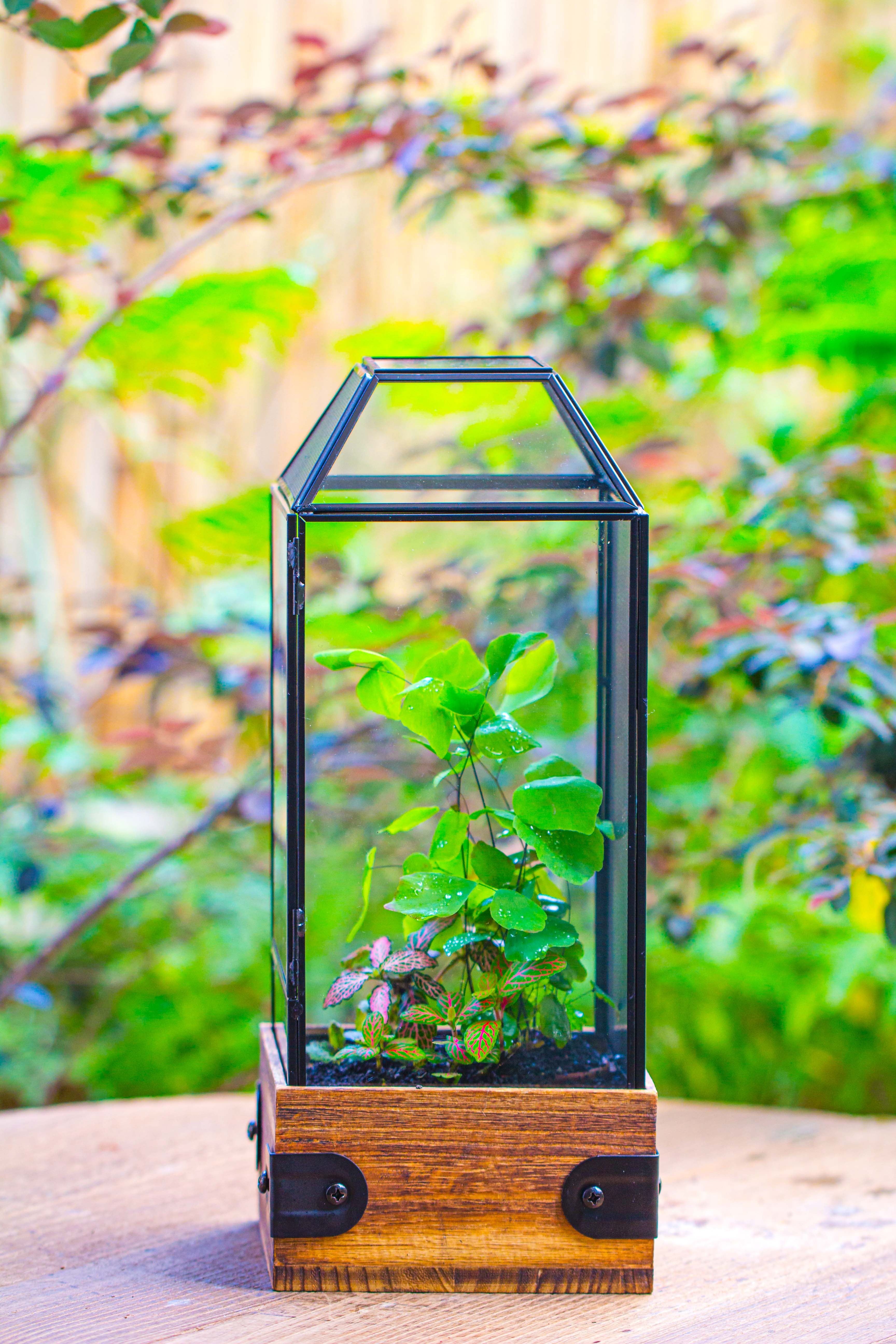 Handmade Glass Terrarium with Wood Base, Geometric Jumping Spider Enclosure, with Mesh Vent, for Plants, Snail, Insects - NCYPgarden