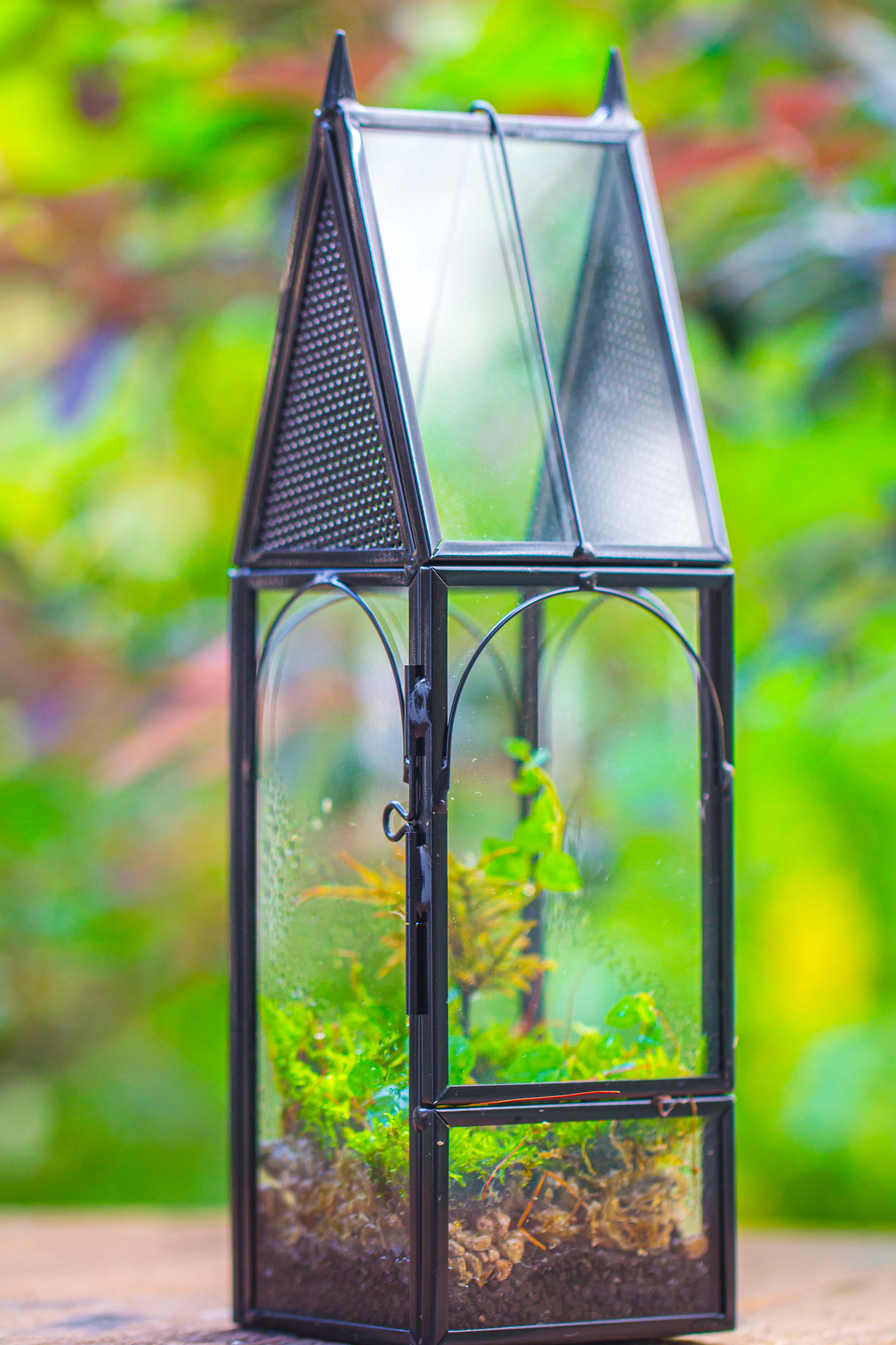 Mini tall house shape jumping spider terrarium - NCYPgarden