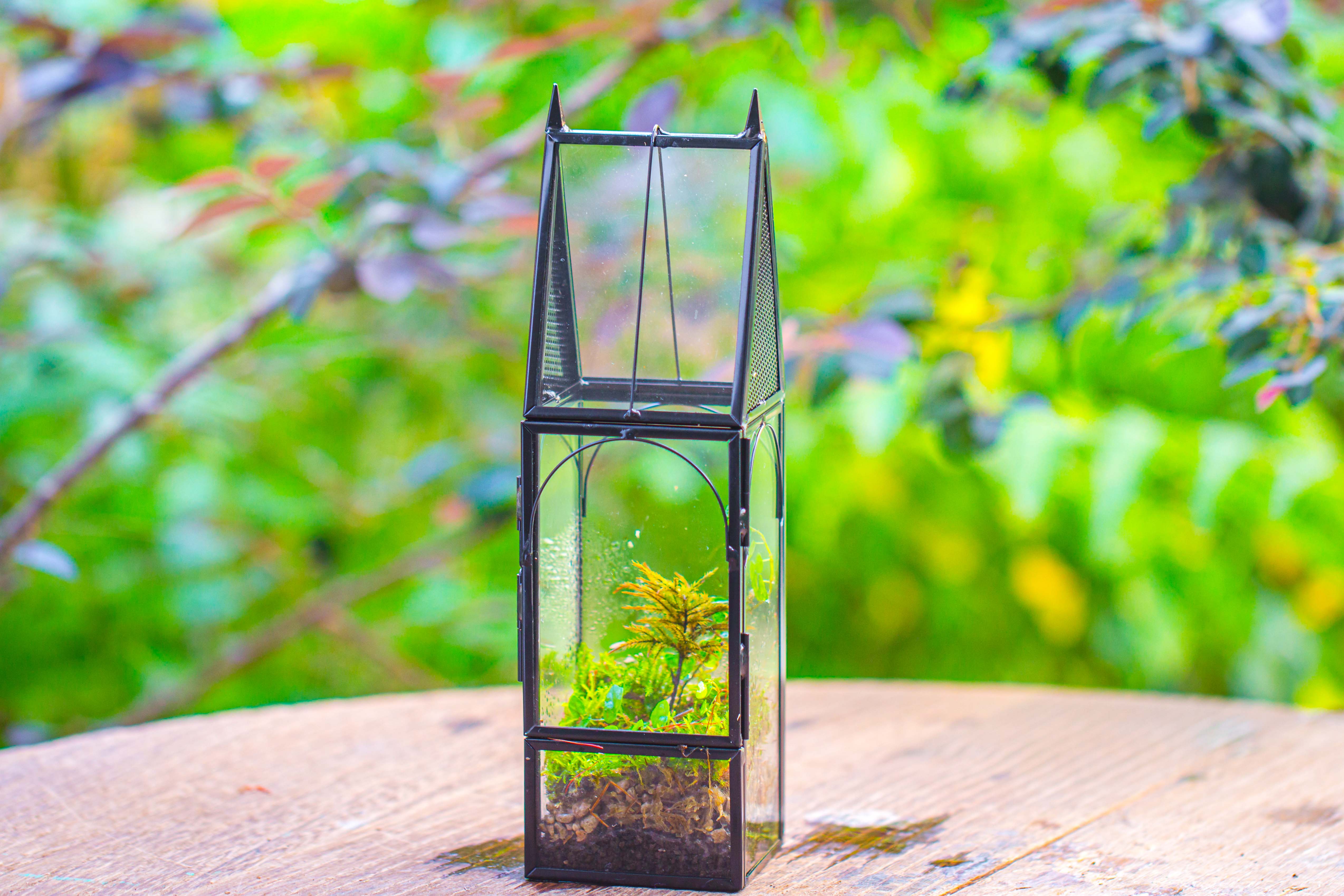 Mini tall house shape jumping spider terrarium - NCYPgarden