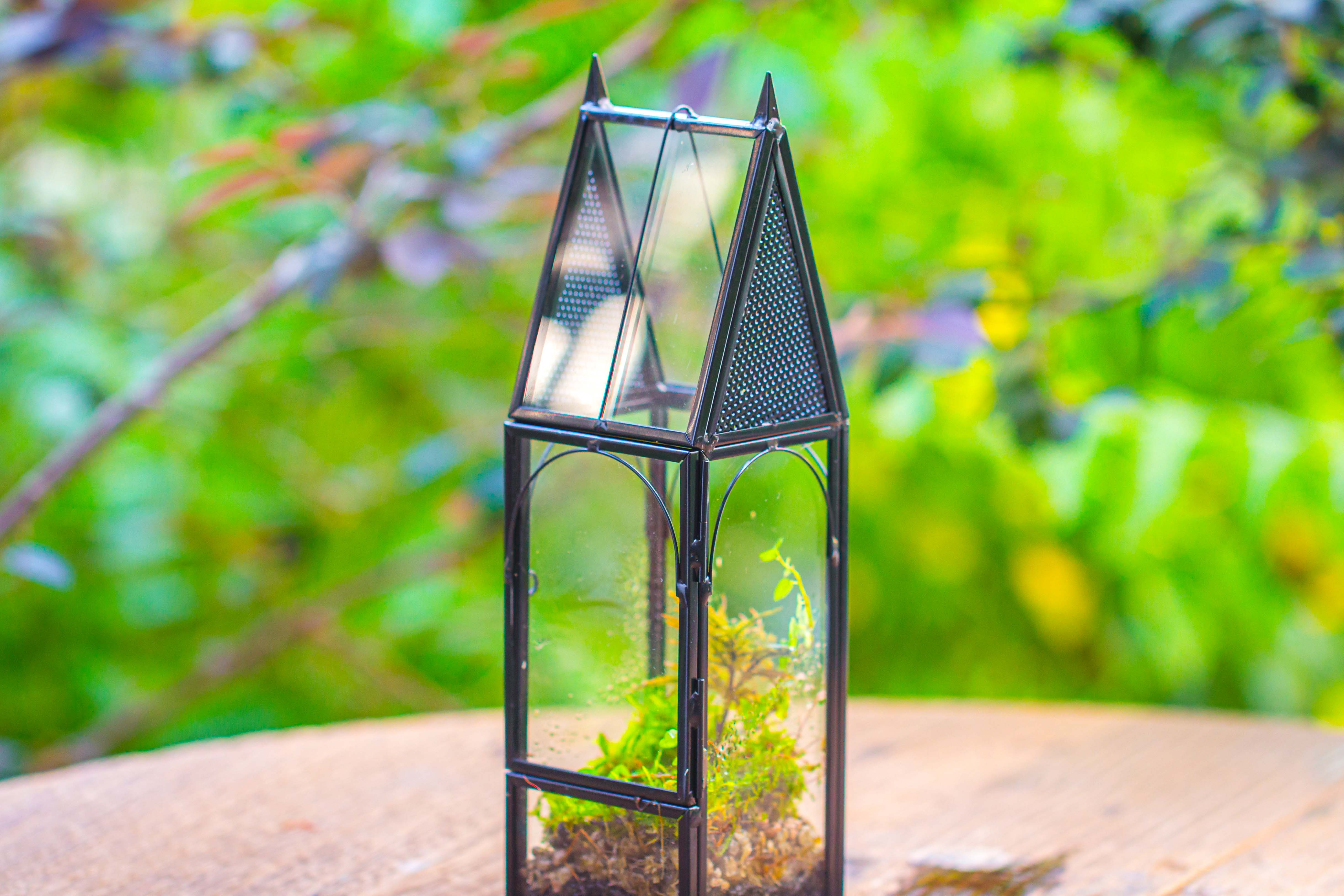 Mini tall house shape jumping spider terrarium - NCYPgarden