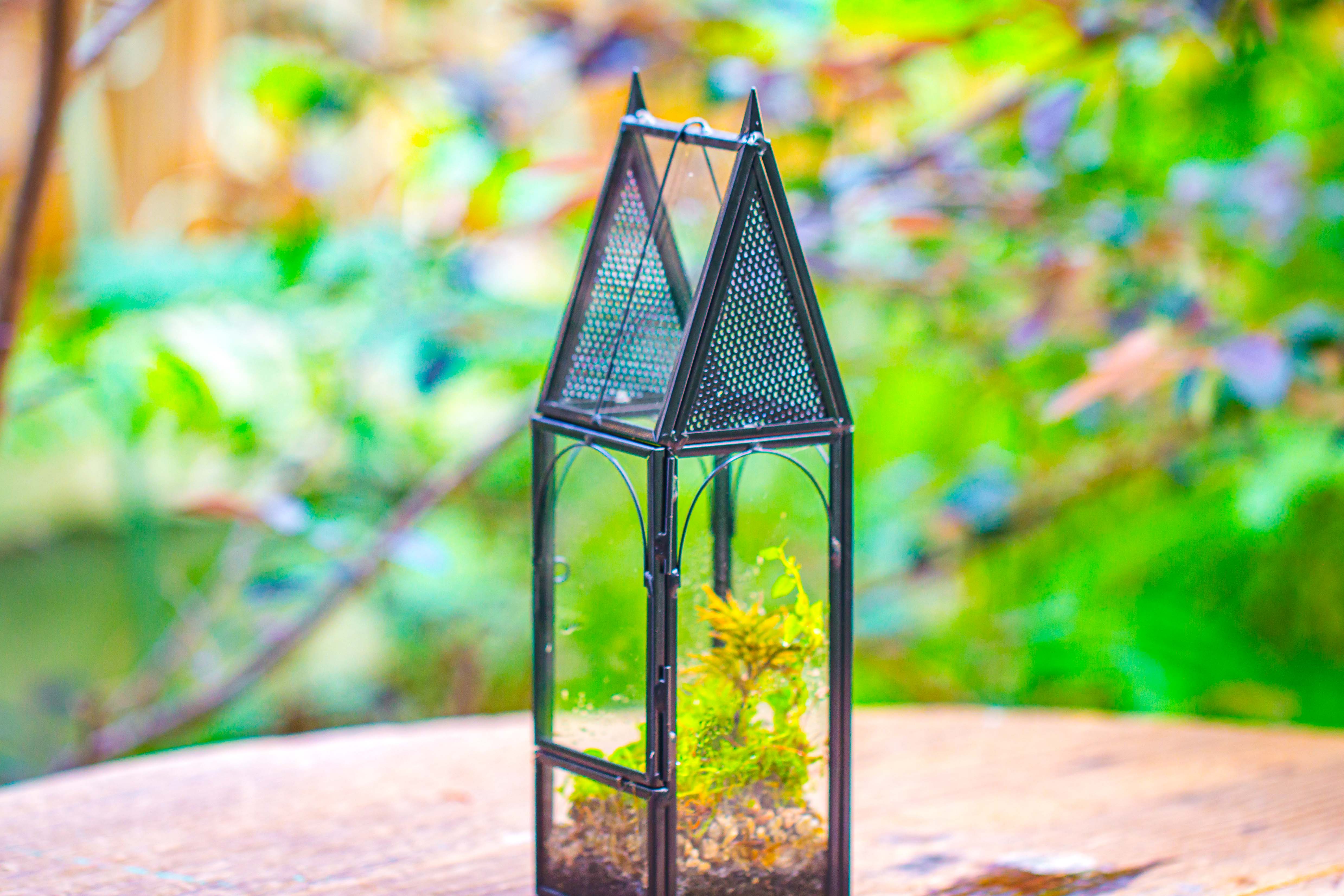Mini tall house shape jumping spider terrarium - NCYPgarden