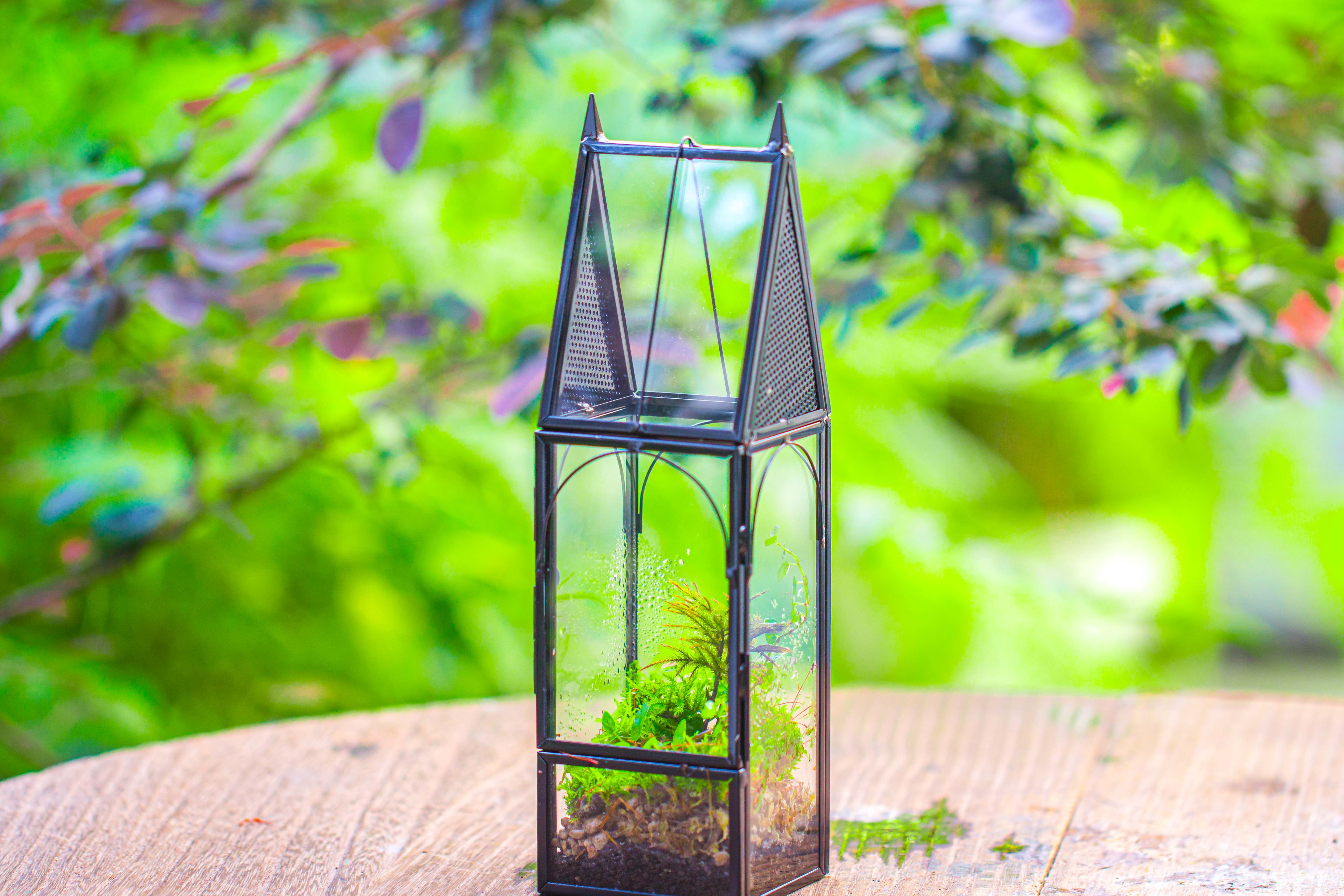 Mini tall house shape jumping spider terrarium - NCYPgarden