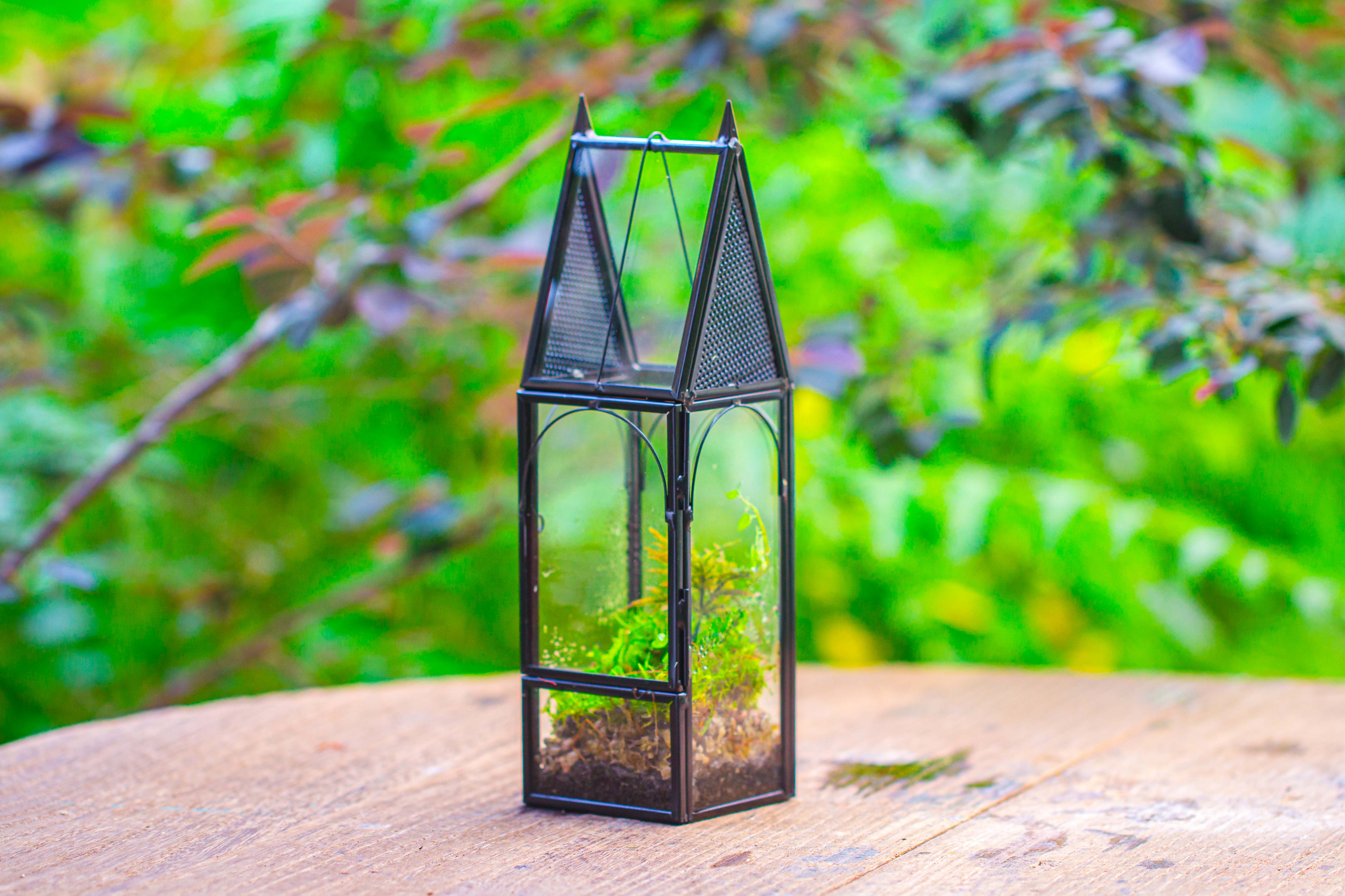 Mini tall house shape jumping spider terrarium - NCYPgarden