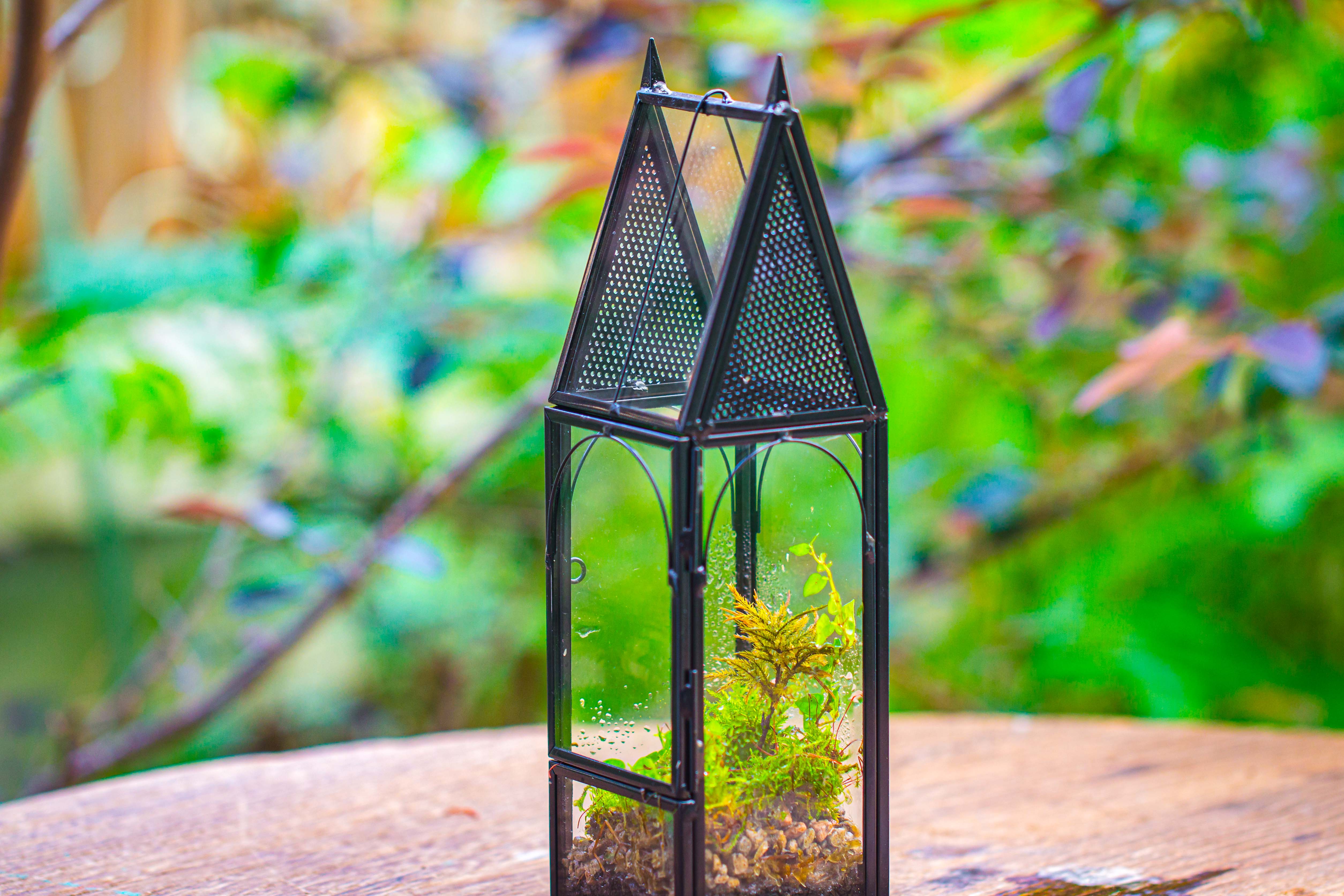 Mini tall house shape jumping spider terrarium - NCYPgarden