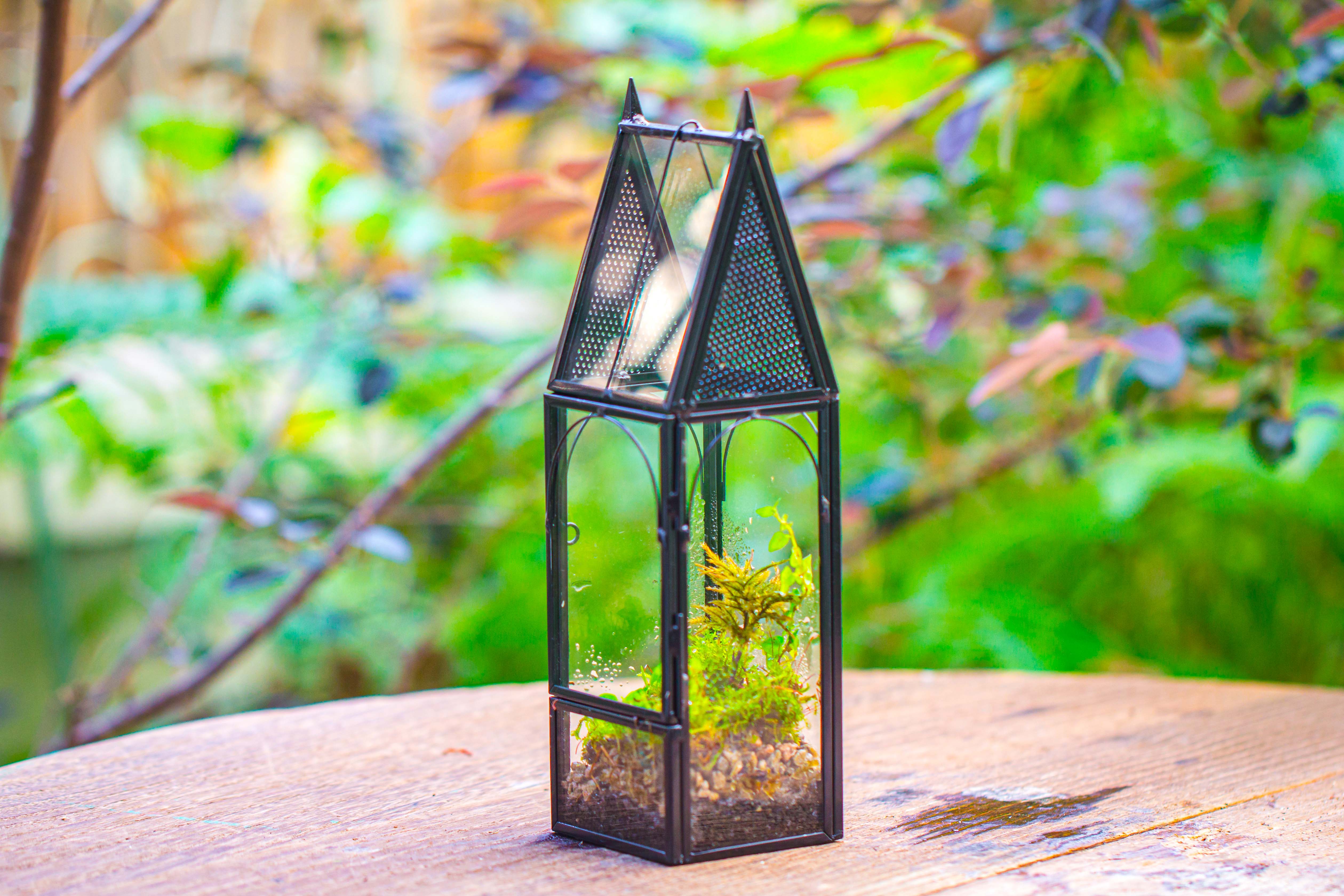 Mini tall house shape jumping spider terrarium - NCYPgarden
