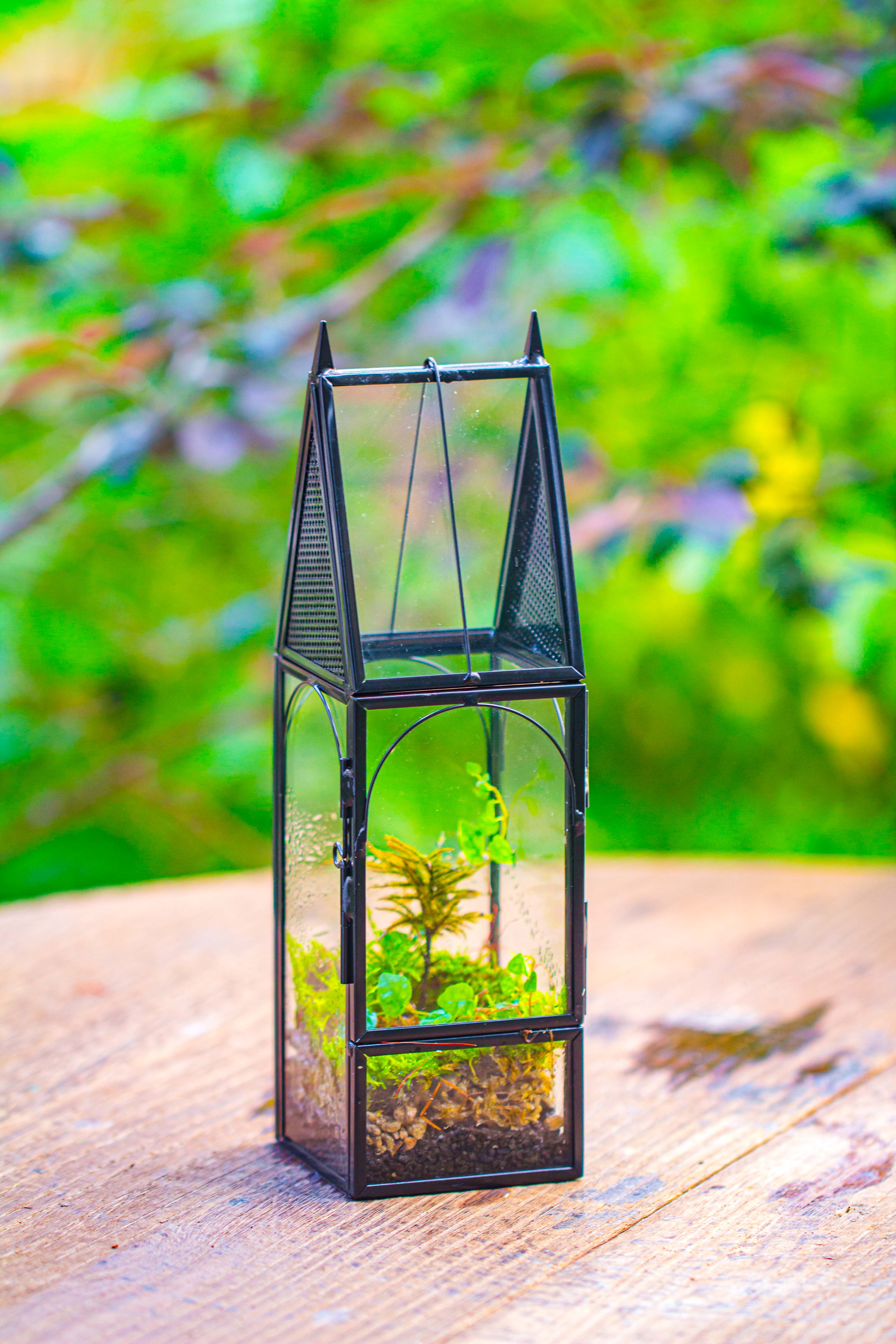 Mini tall house shape jumping spider terrarium - NCYPgarden