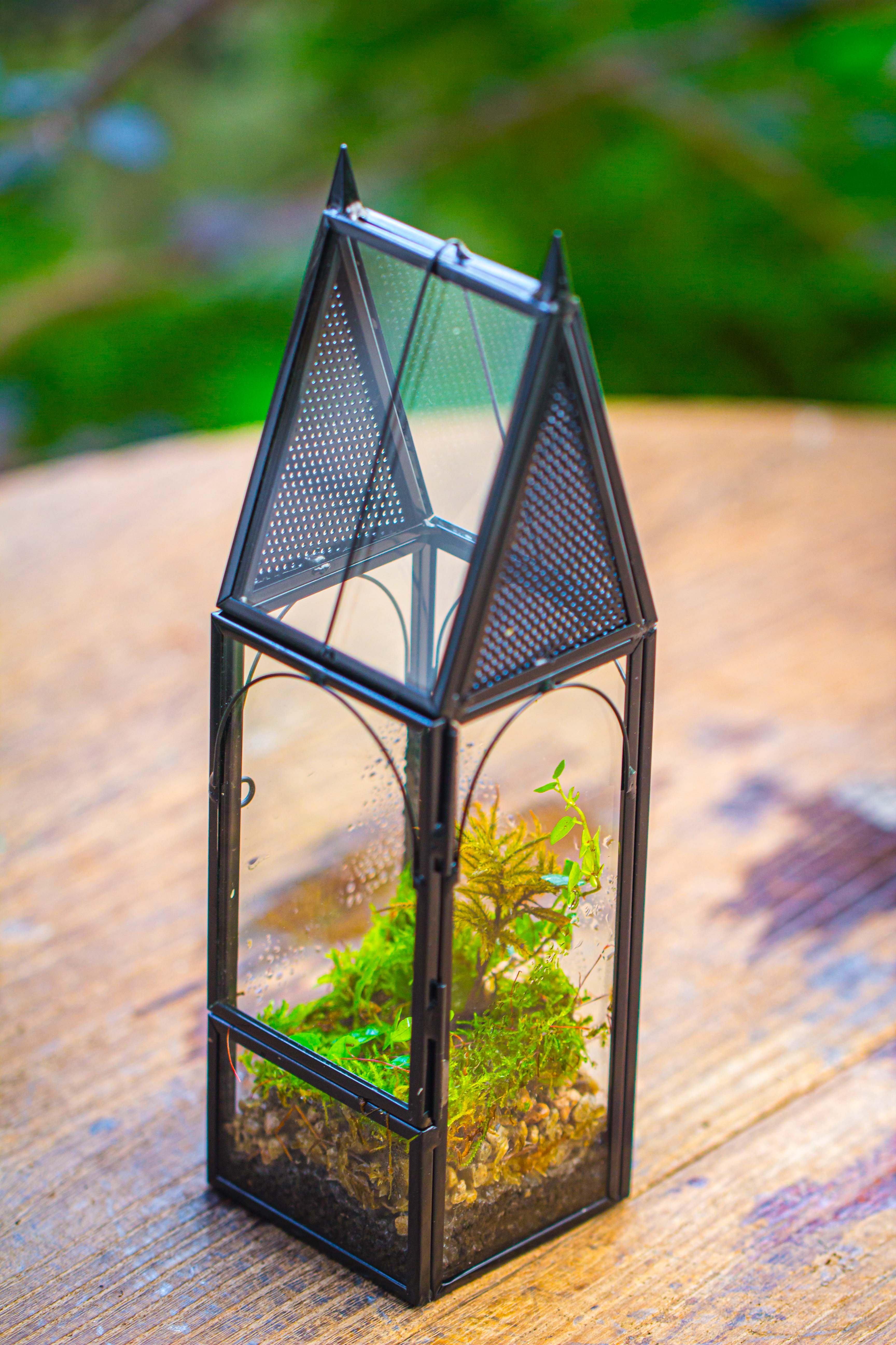 Mini tall house shape jumping spider terrarium - NCYPgarden