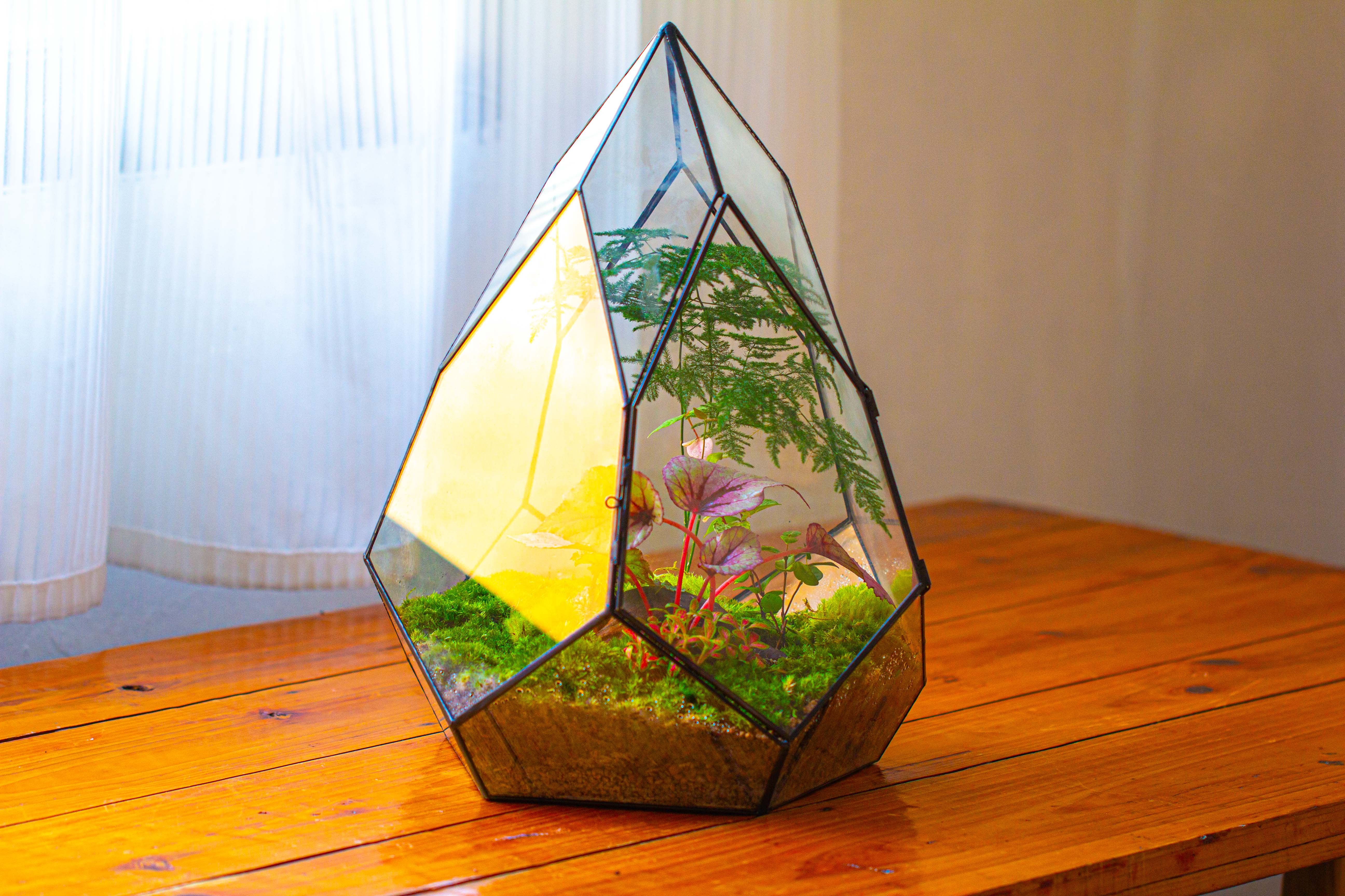 Large 16" tall and wide teardrop tin and glass terrarium, close, with door - NCYPgarden