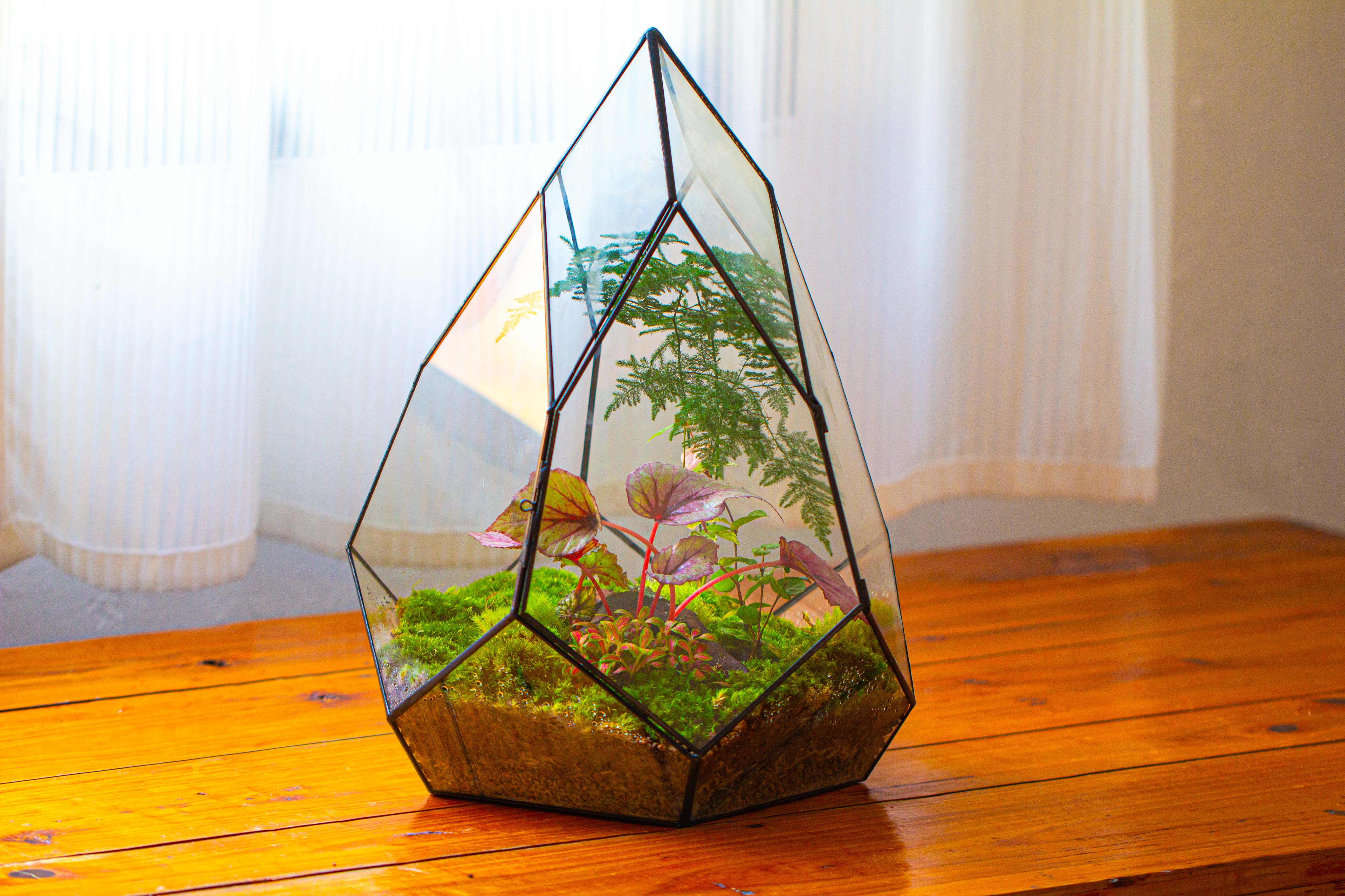 Large 16" tall and wide teardrop tin and glass terrarium, close, with door - NCYPgarden